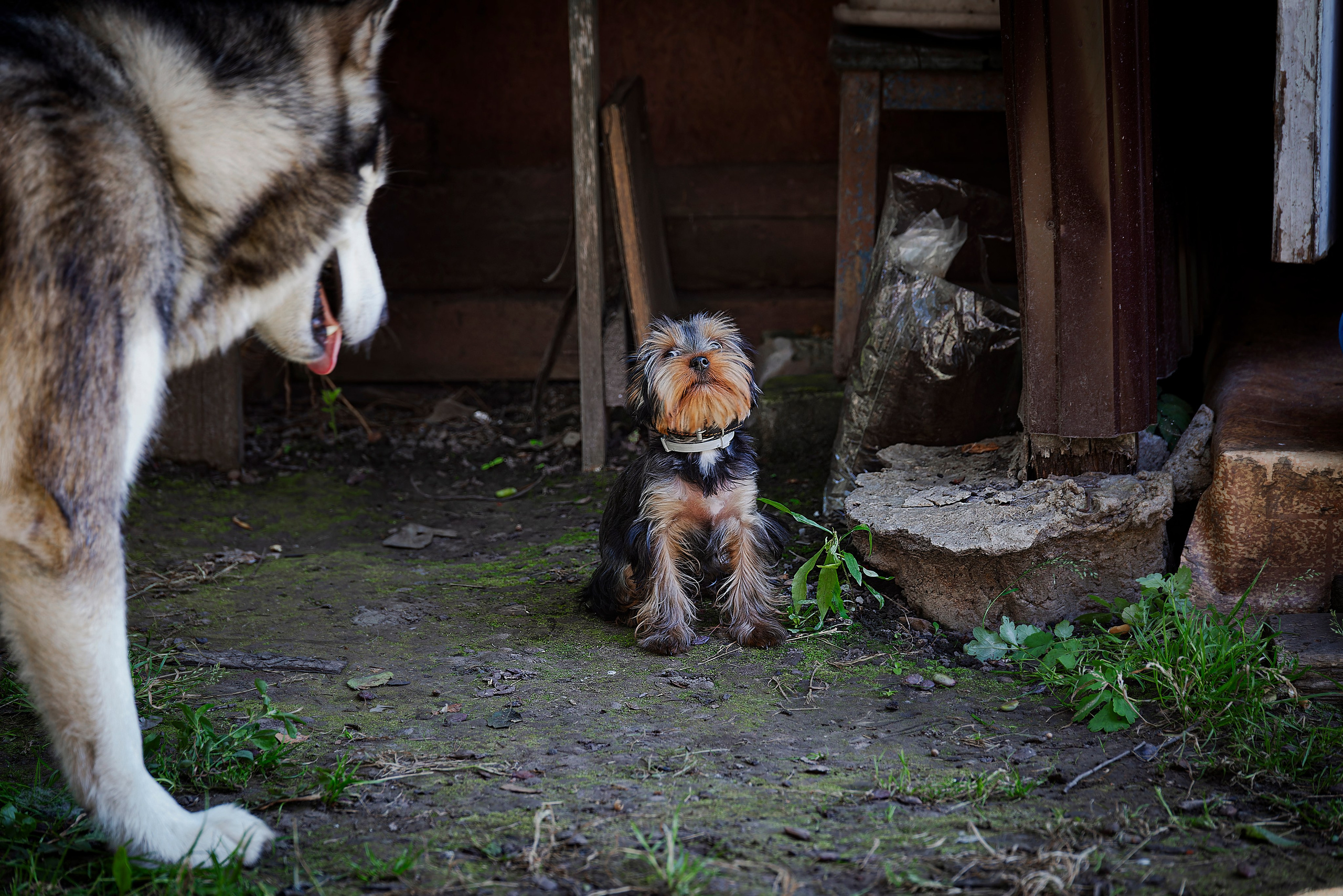 Тофик. Лев Постнов.Фотограф. Нижний Новгород