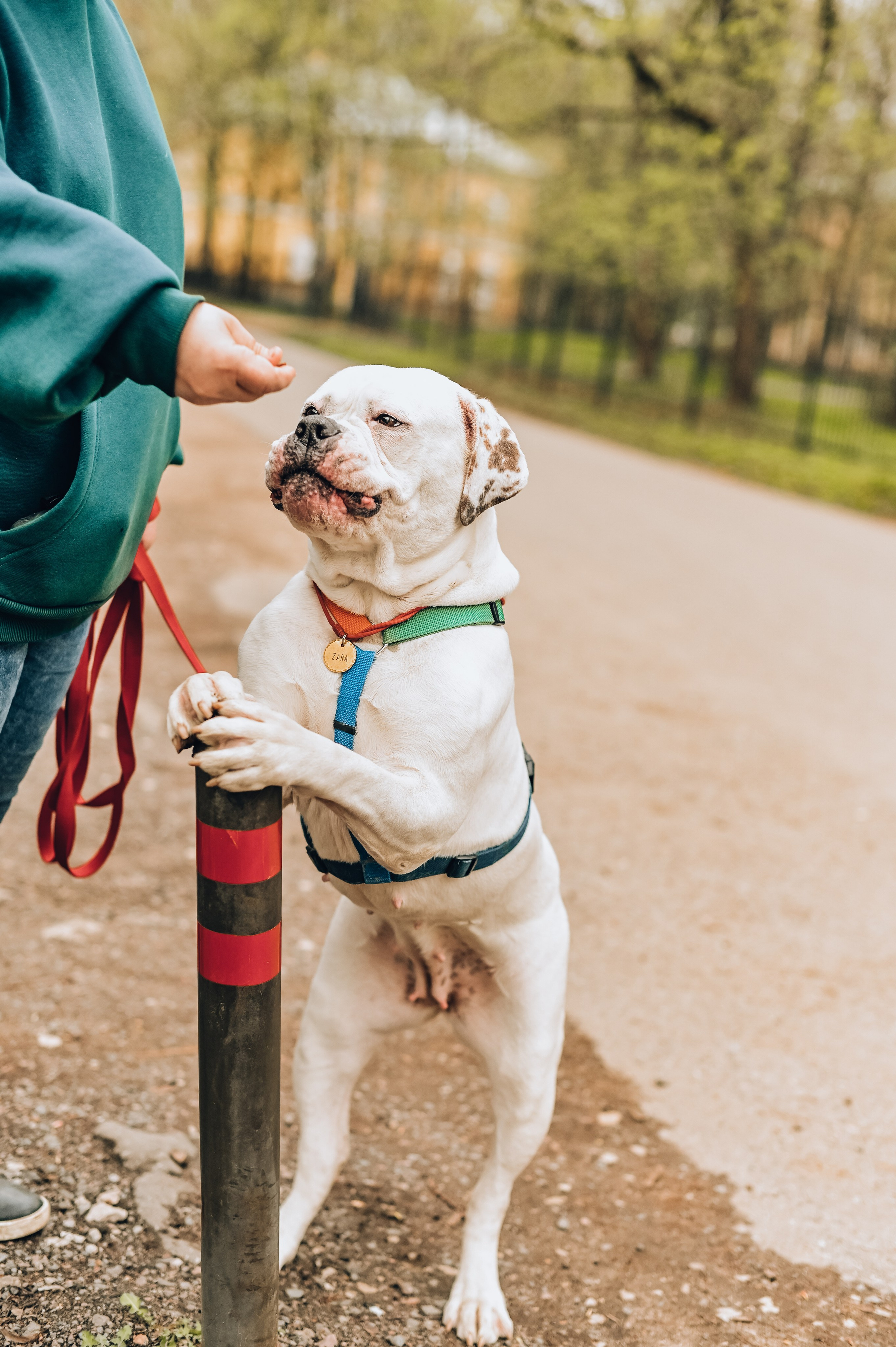 Занятие с кинологом. Семейный и репортажный фотограф в Москве Анастасия Трубкина