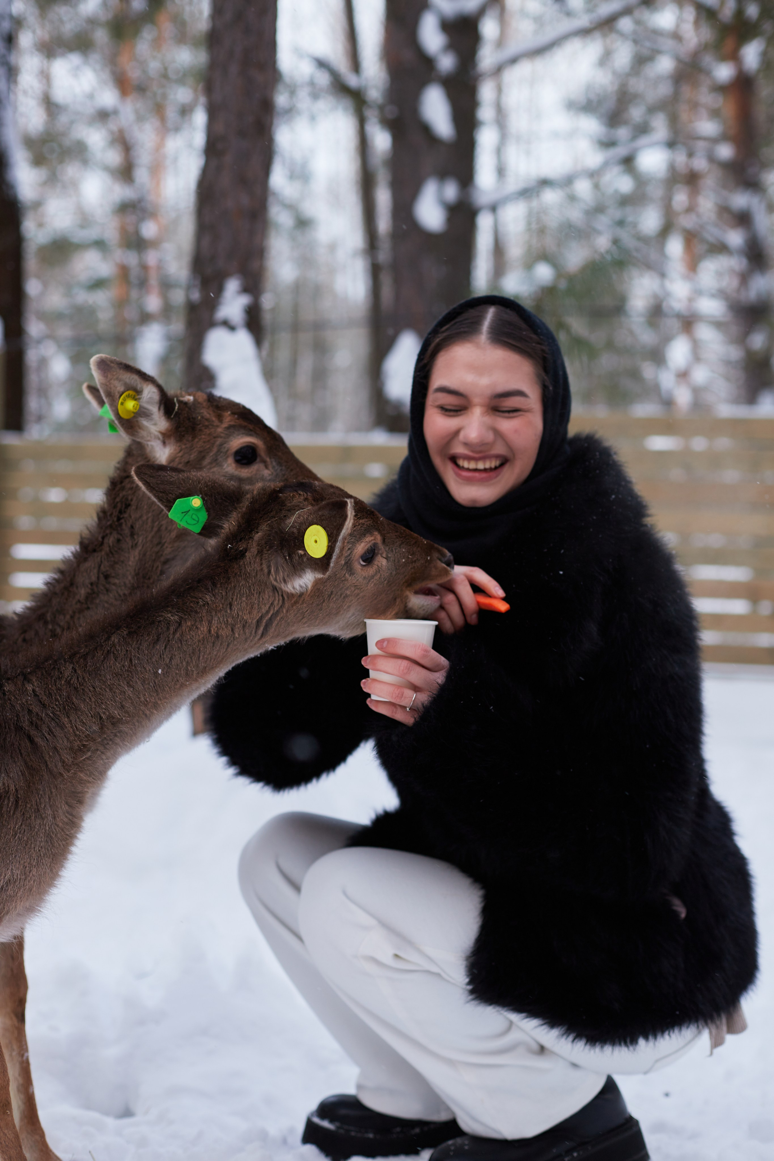 Альпака парк «Симба». Профессиональный фотограф Лилия Галеева