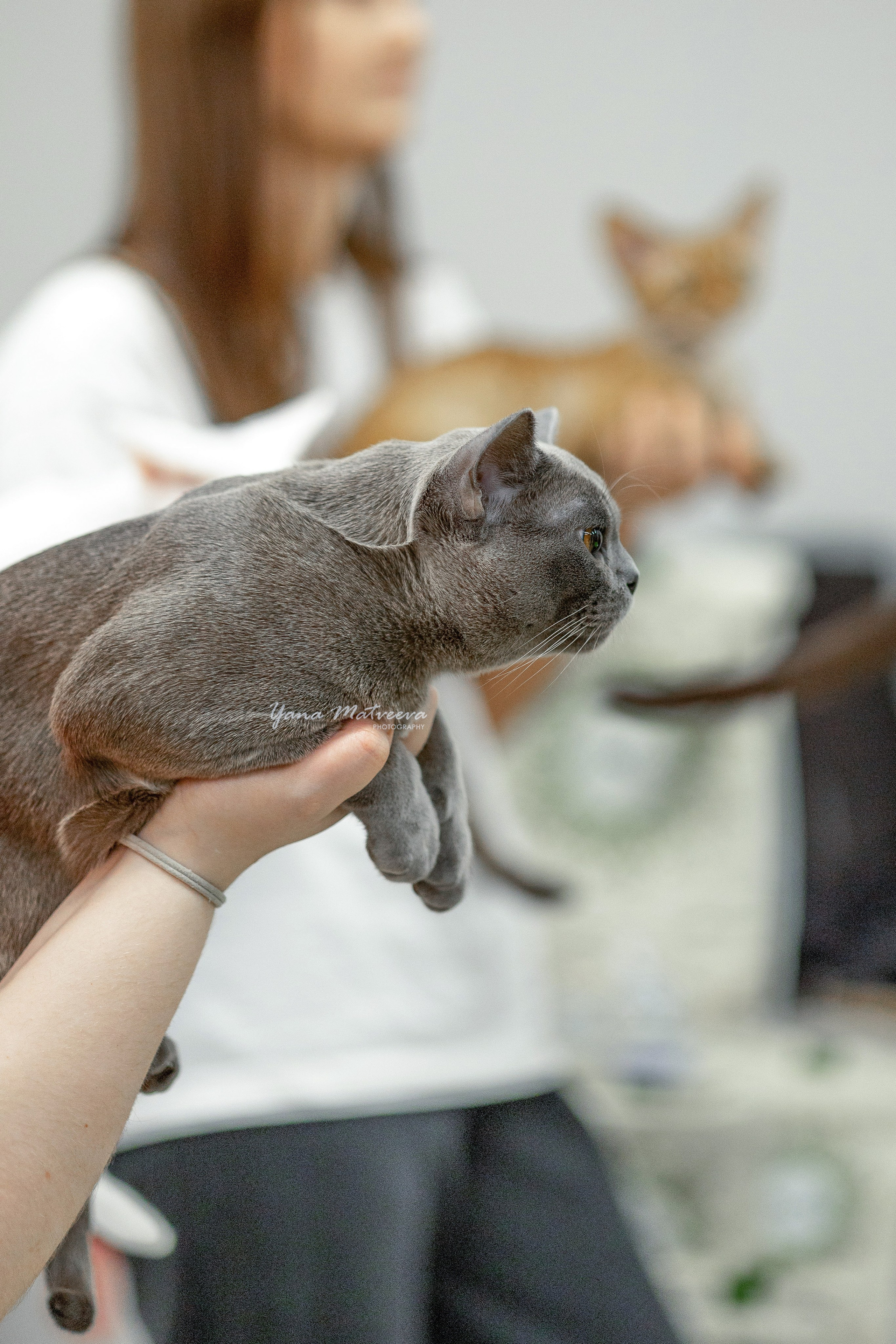Кошки. Фотограф Яна Матвеева в Ижевске
