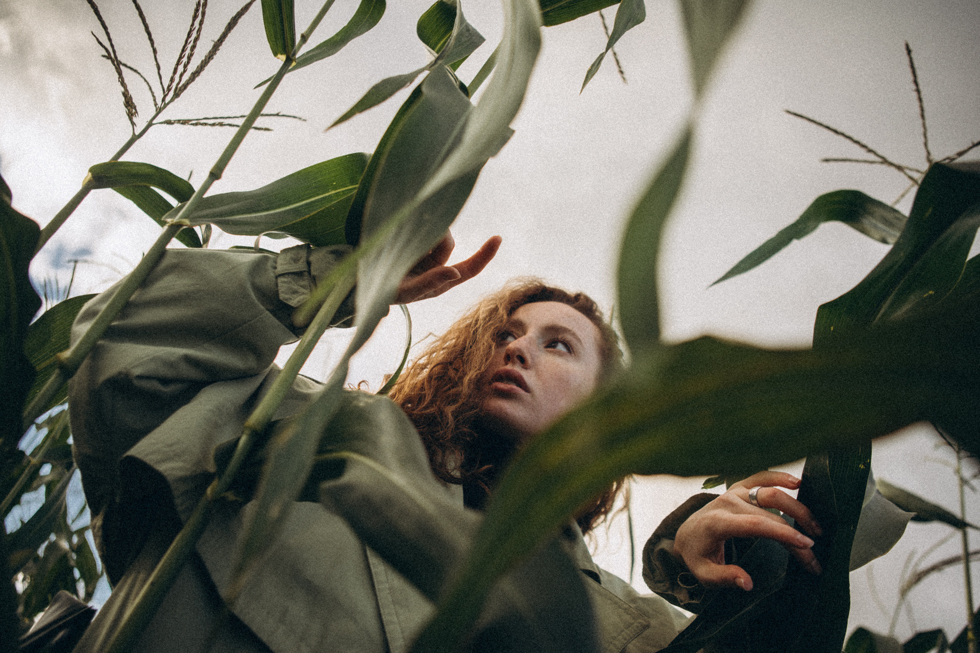 В кукурузном поле. Даша Яковенко Фотограф Спб