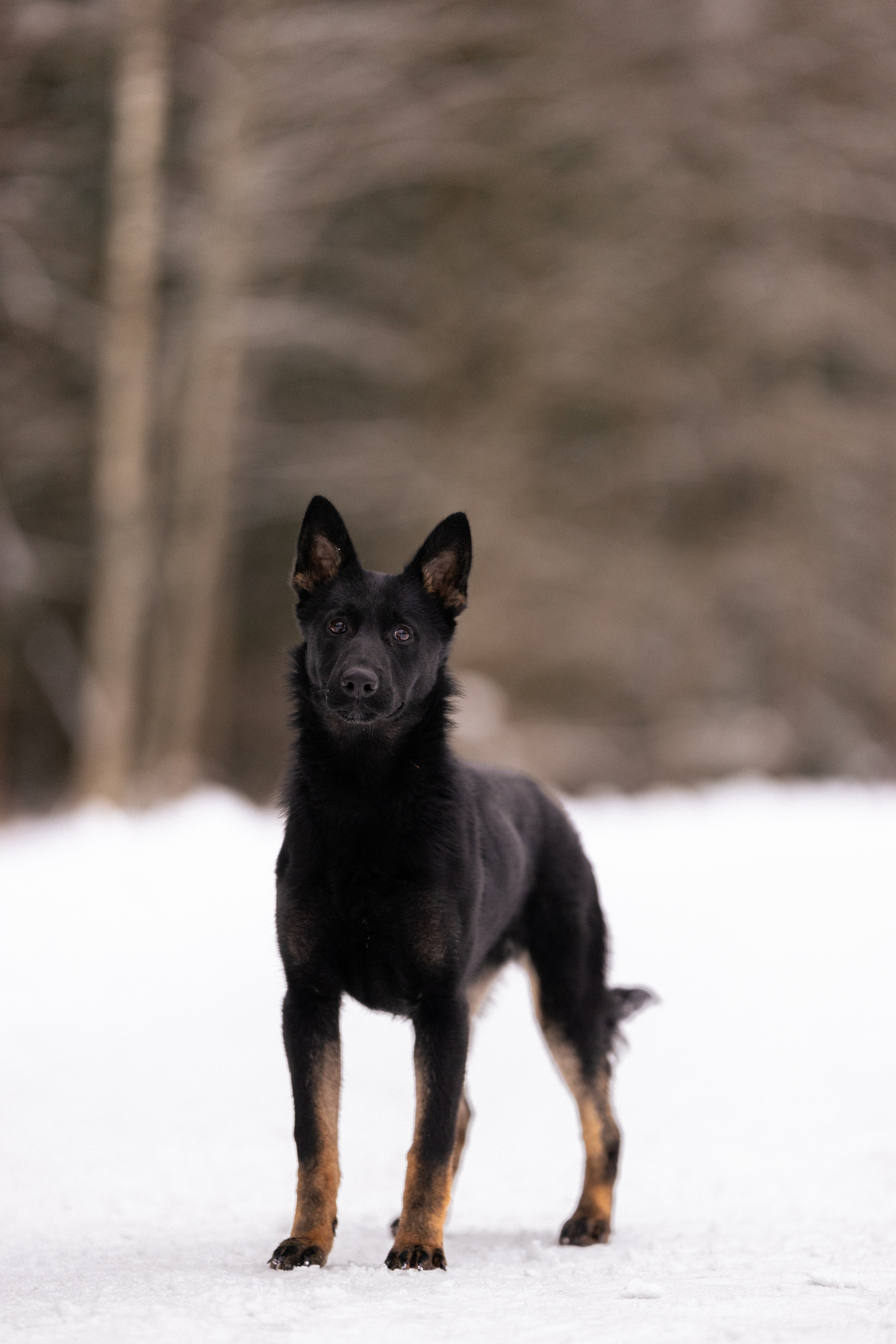 Немецкая овчарка. Фотограф и видеограф анималист Аганина Дарья