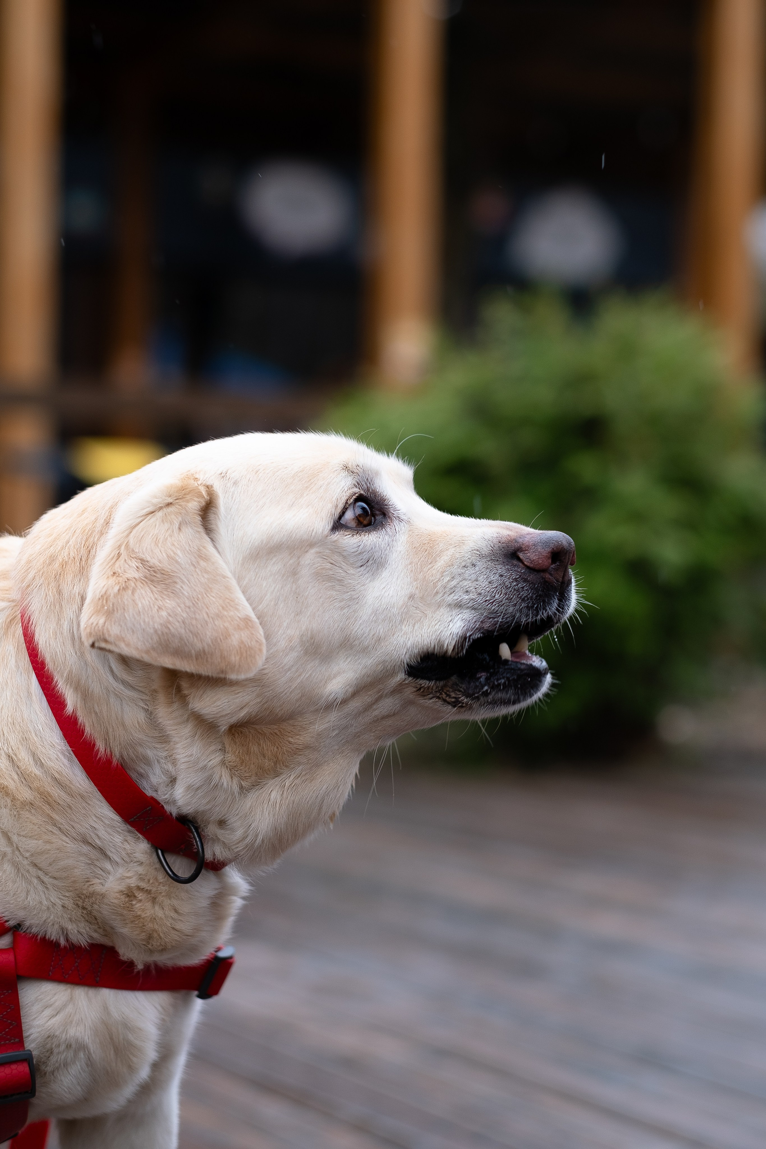 Света и Лето. Фотограф и видеограф анималист Аганина Дарья