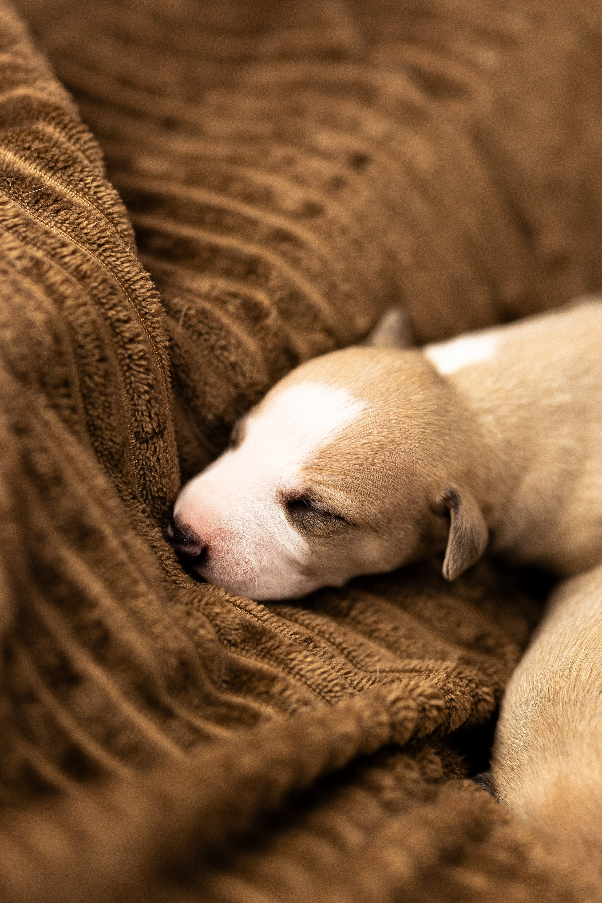 Уиппет. Фотограф и видеограф анималист Аганина Дарья