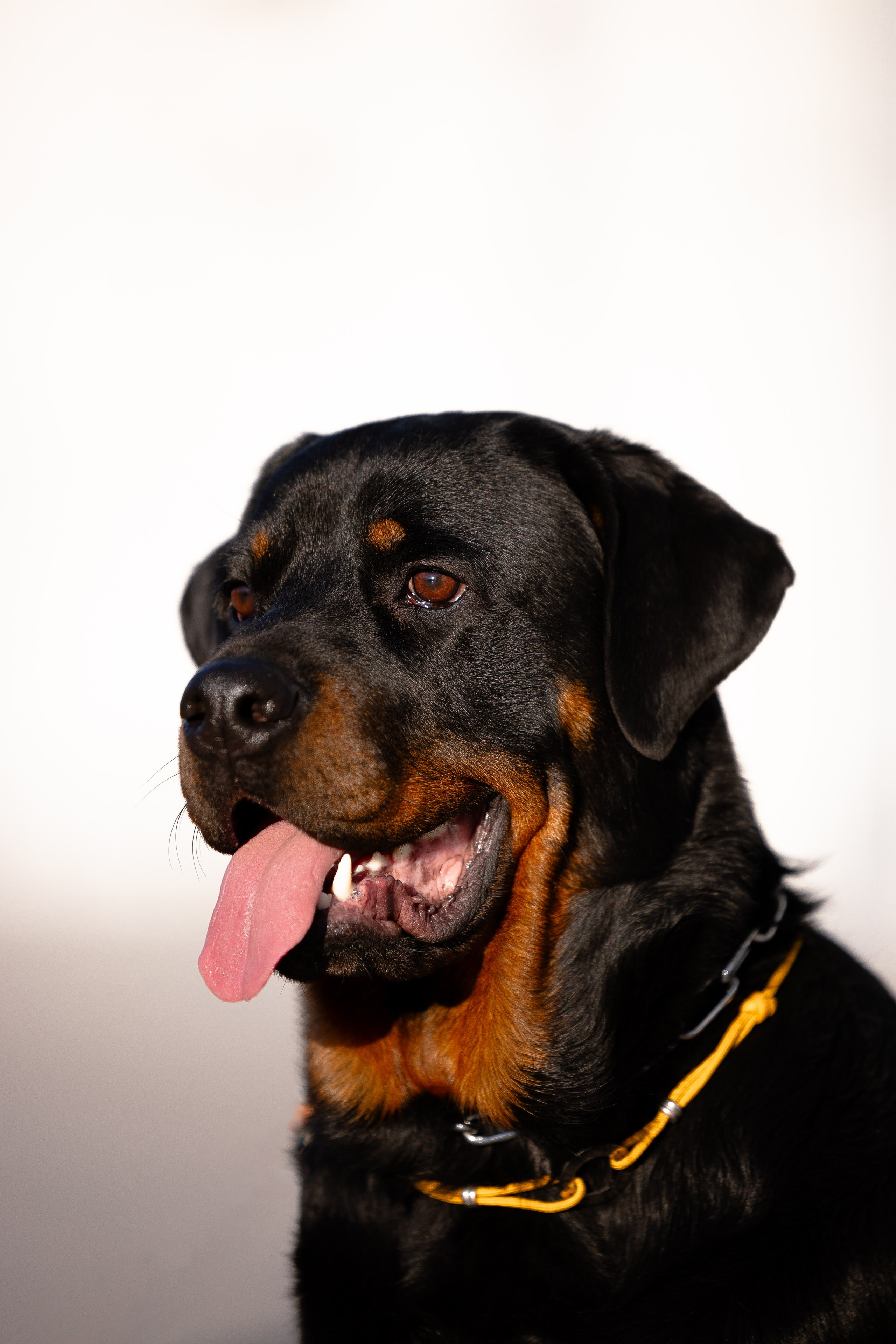 Катя, Леша, Трой и Лея. Фотограф и видеограф анималист Аганина Дарья