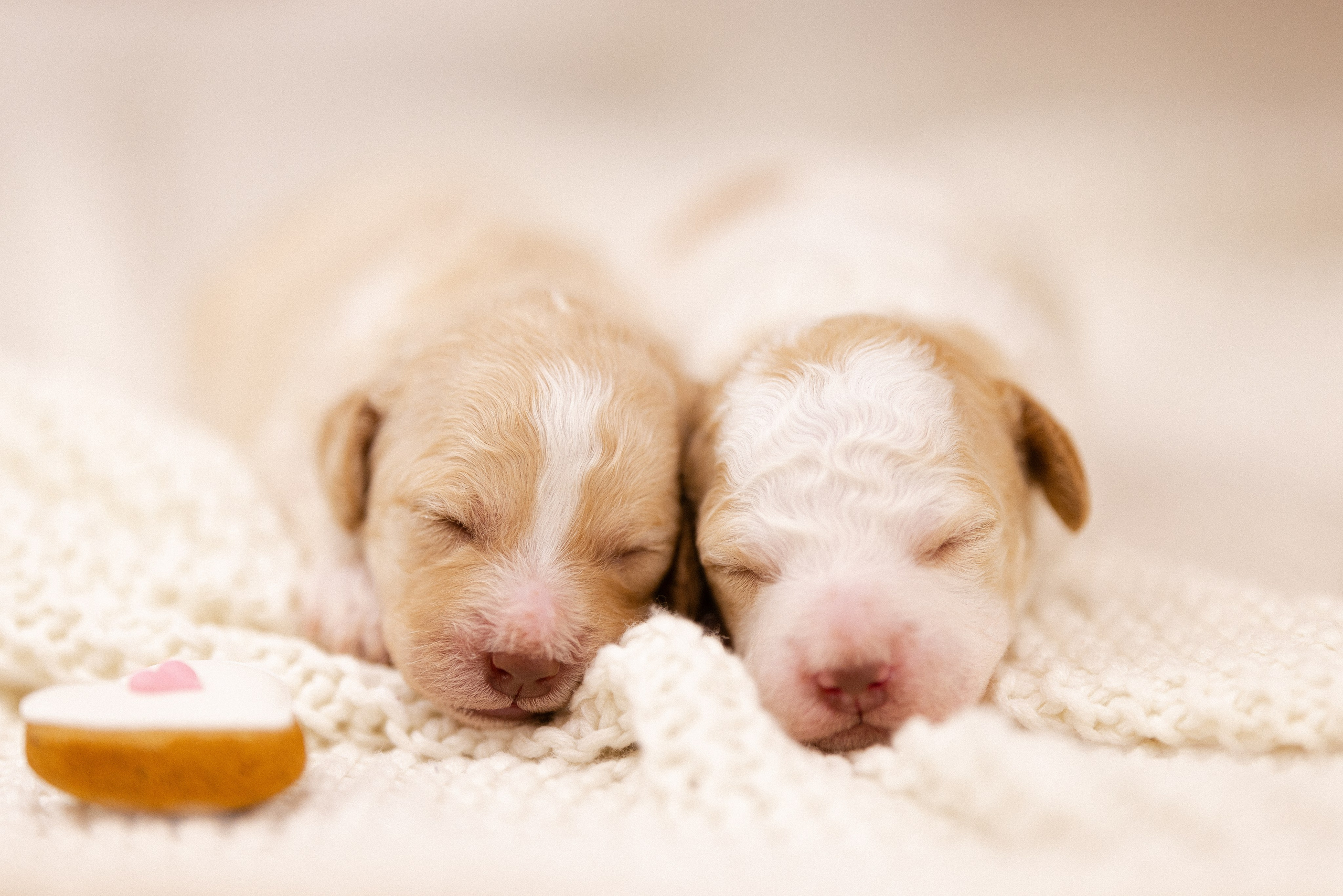 Лаготто Романьоло. Фотограф и видеограф анималист Аганина Дарья