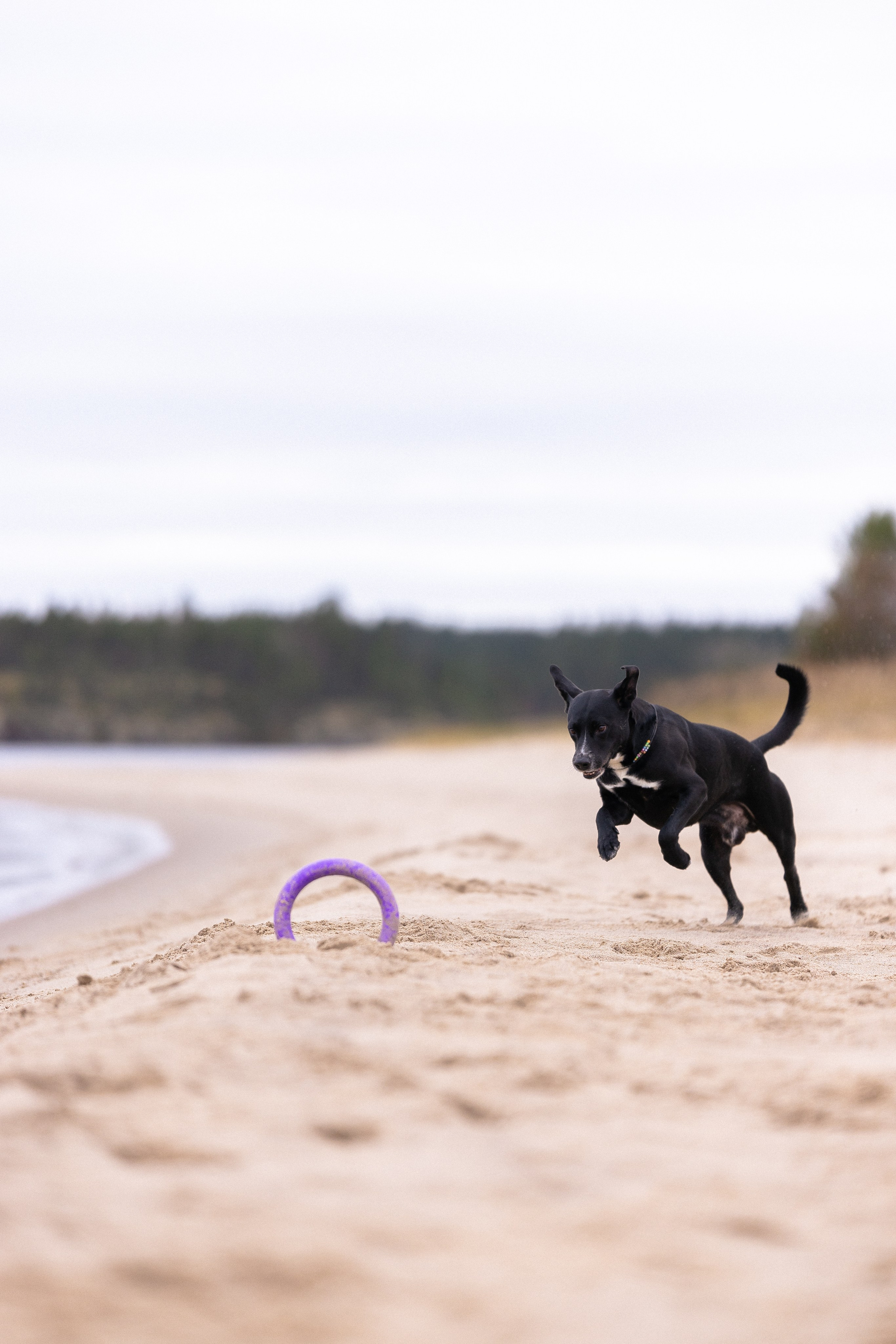 Karelia. Фотограф и видеограф анималист Аганина Дарья