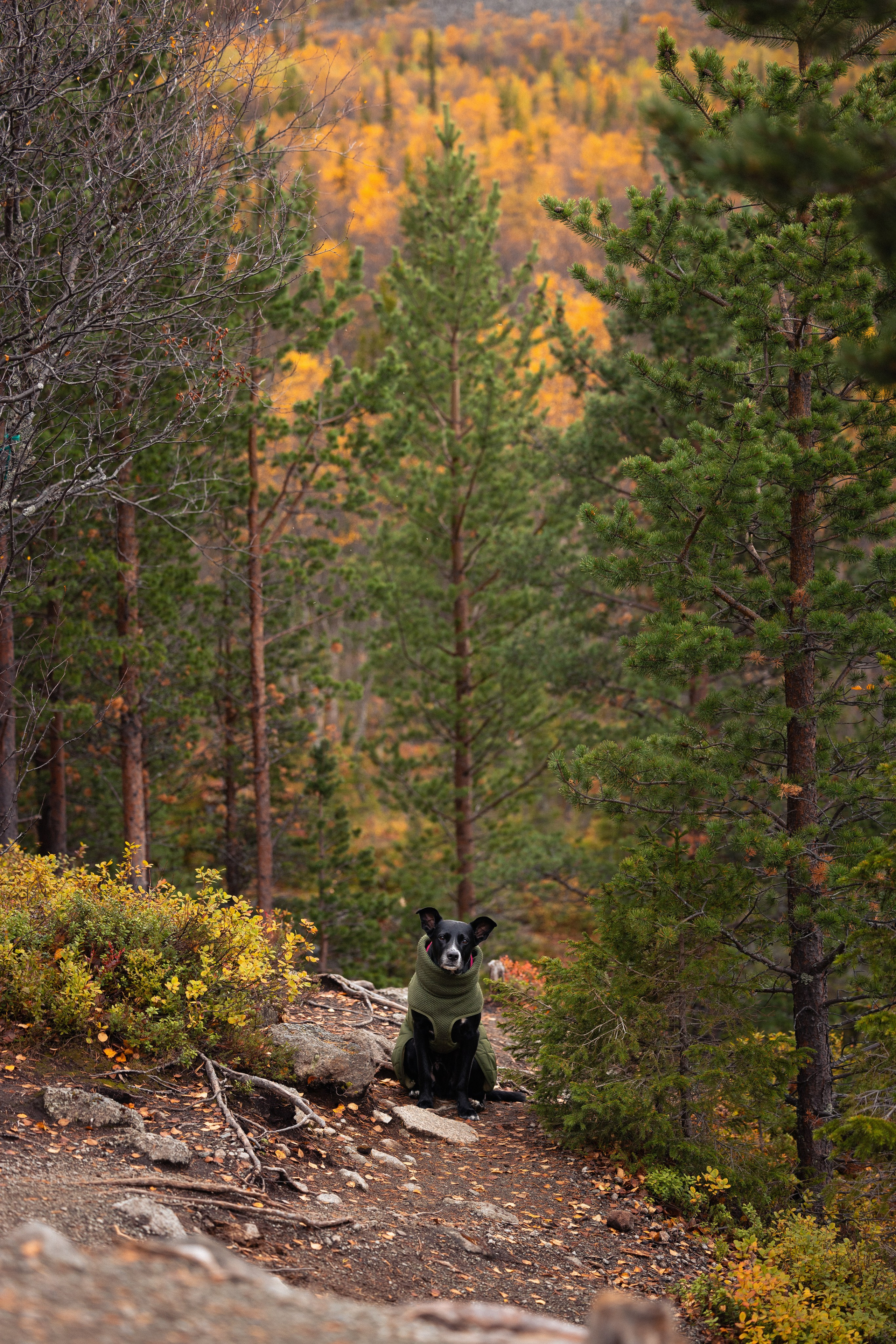 Кольский. Фотограф и видеограф анималист Аганина Дарья