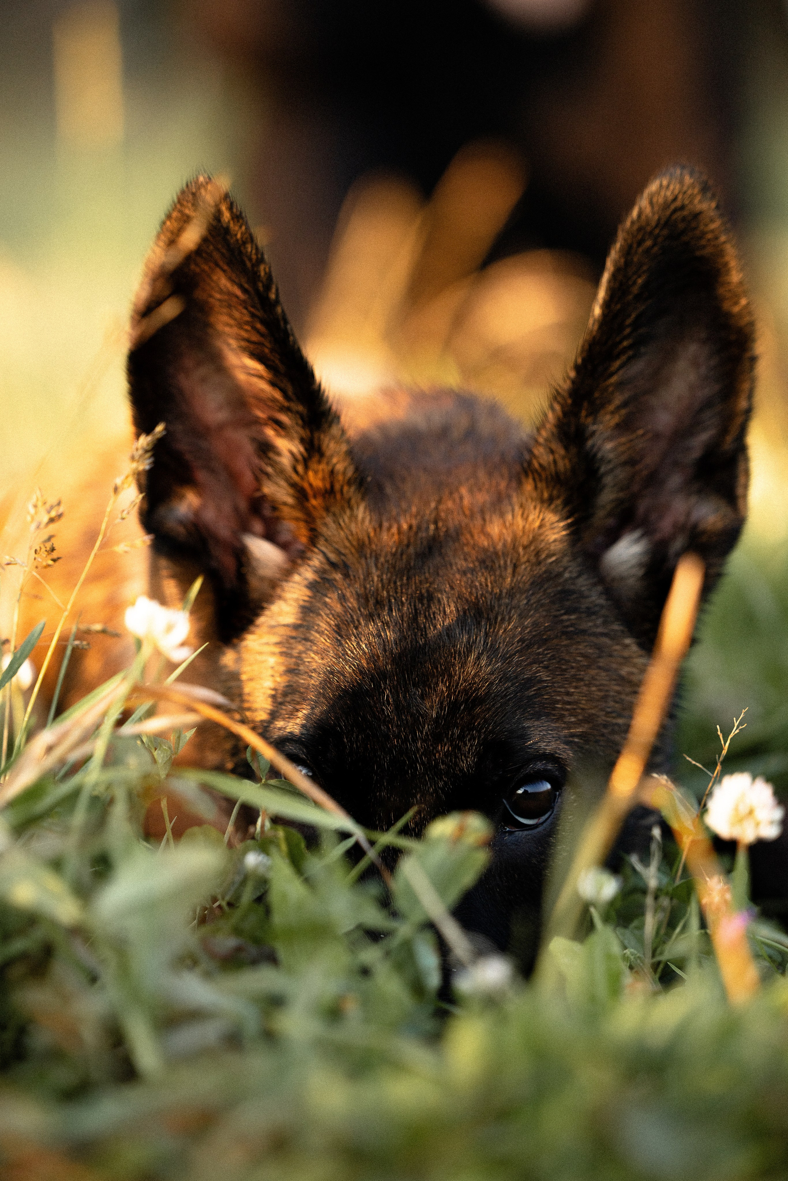 Галина и Лоя. Фотограф и видеограф анималист Аганина Дарья