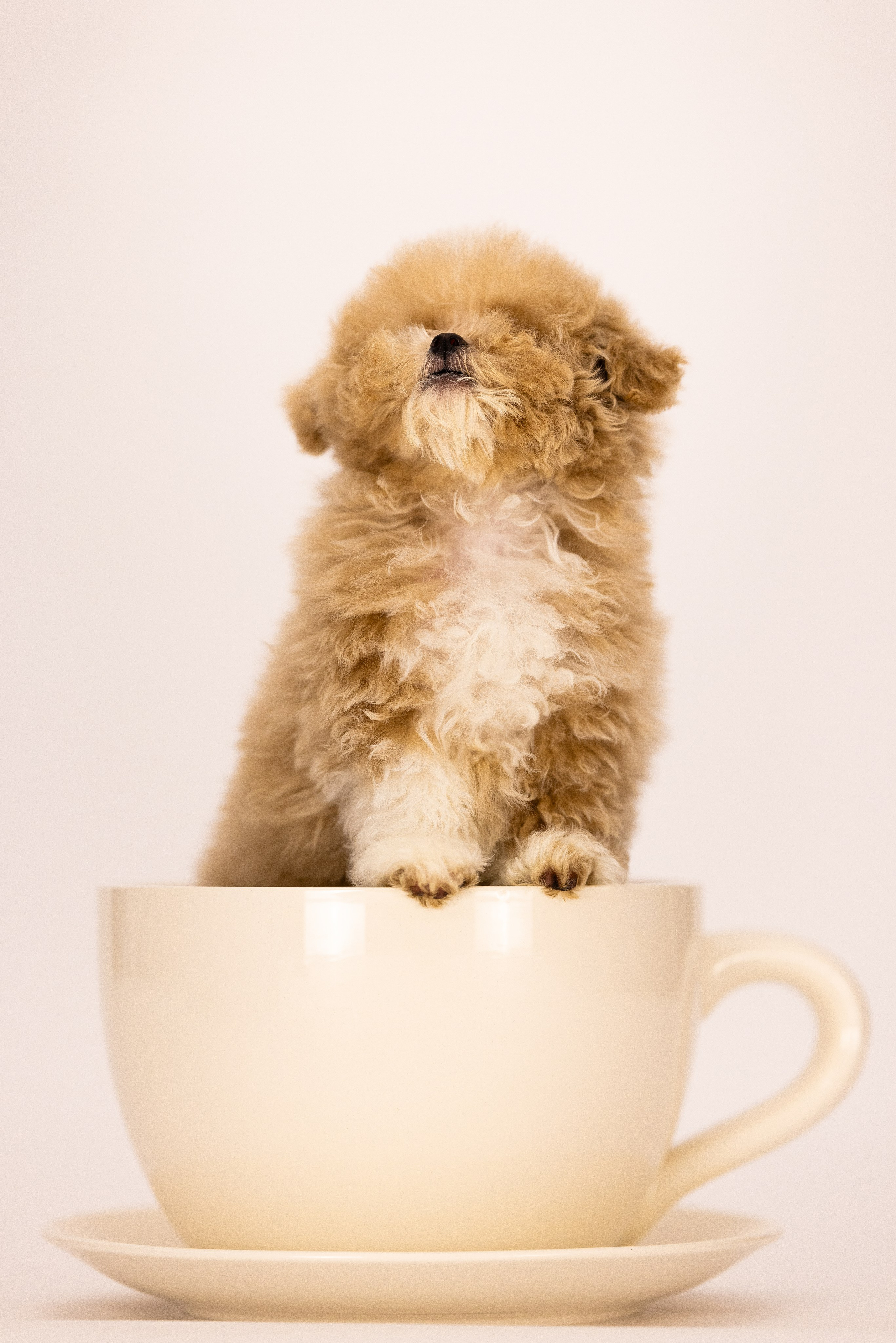 Мальтипу. Фотограф и видеограф анималист Аганина Дарья