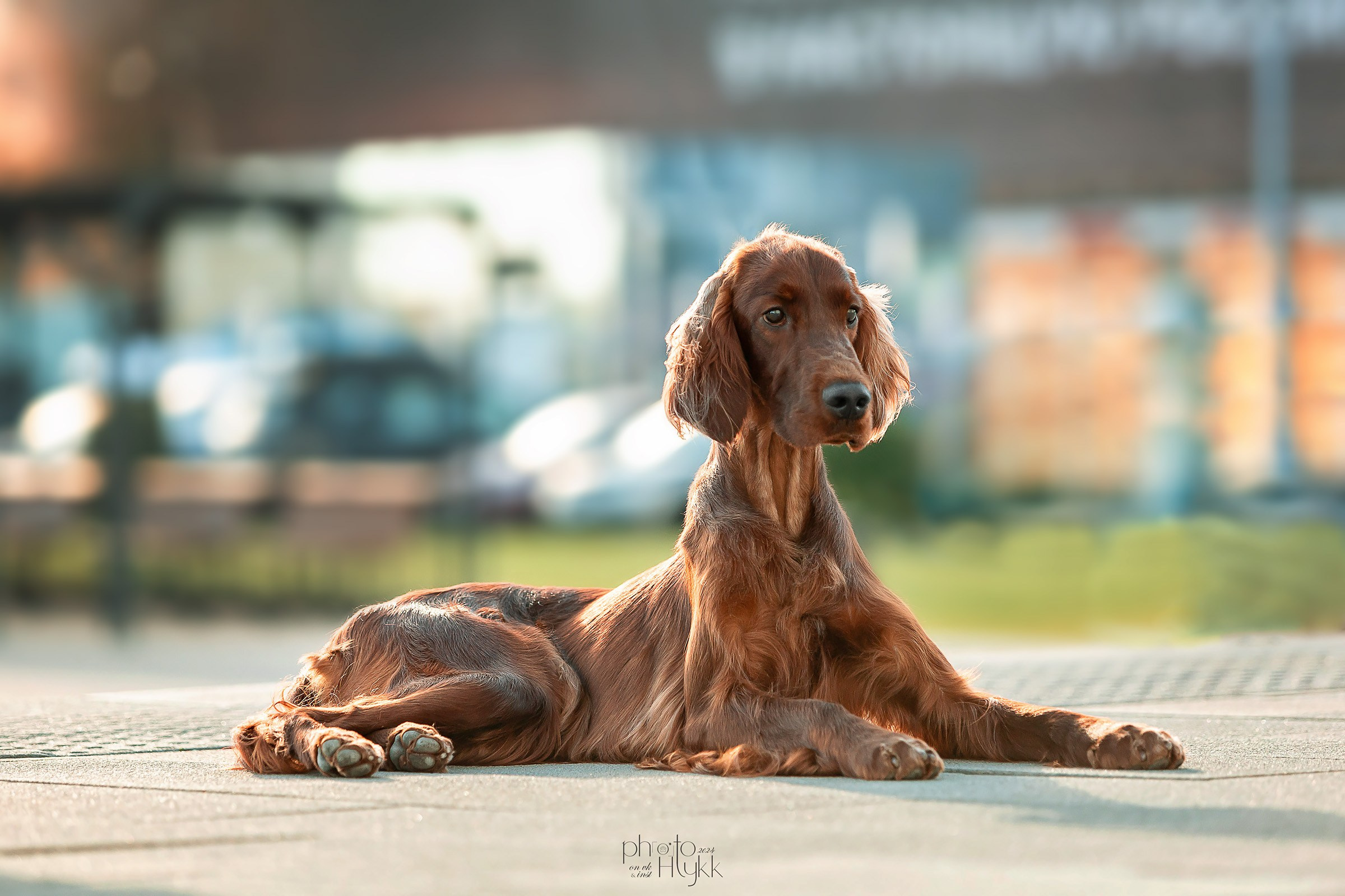 21–22 сентября 2024, Выставка РКФ, г. Нижний-Новгород. Htykk_photo