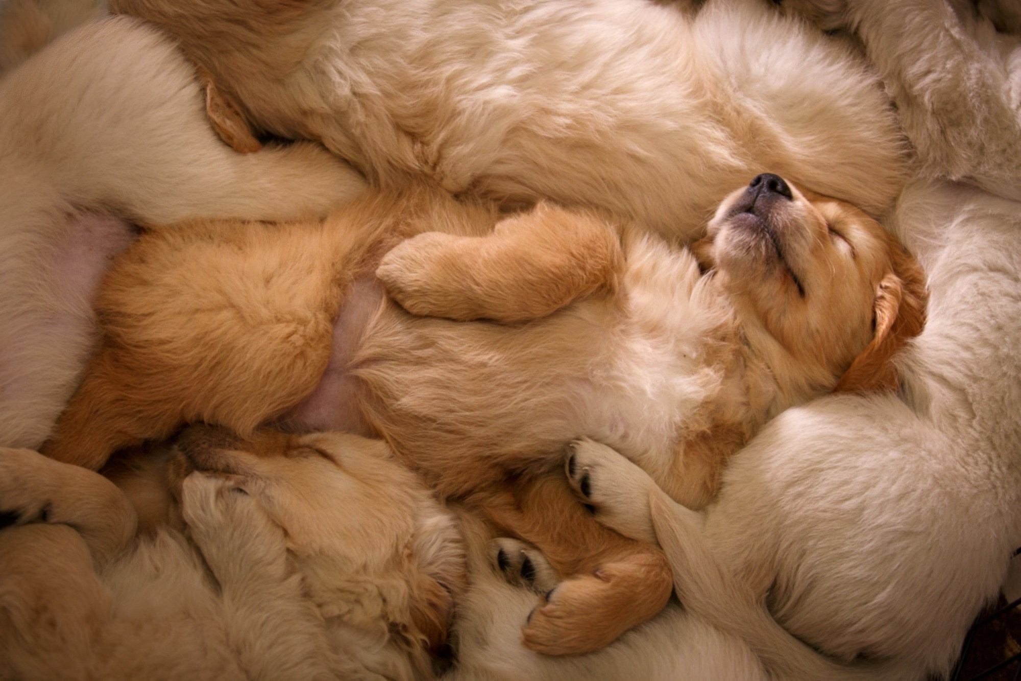 Фотосъёмки щенков. Фотограф-анималист Natalia Deingel | Фотосъемка собак в Москве