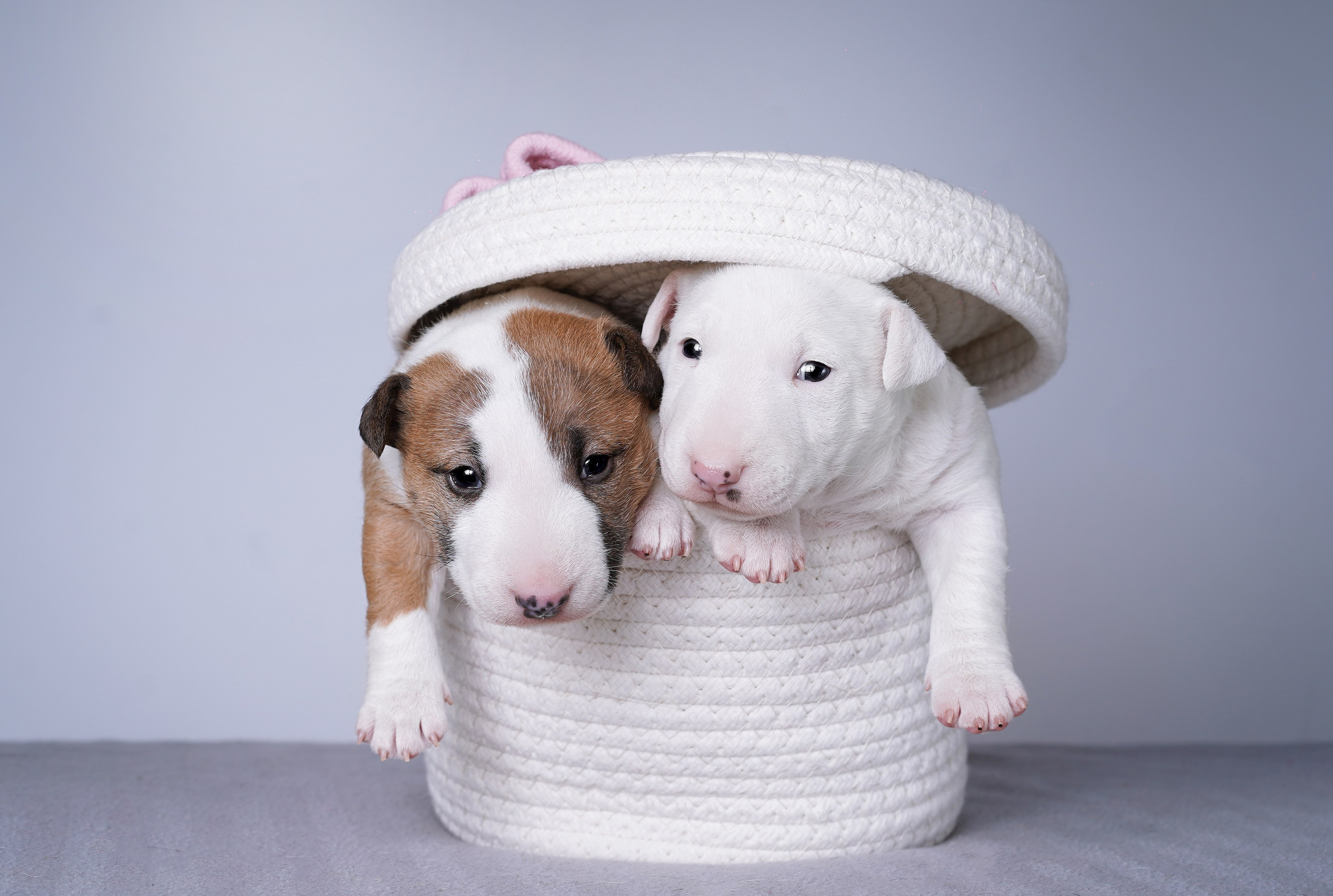 Щенки минибуля. Фотограф-анималист в Санкт-Петербурге Яна Мартынова