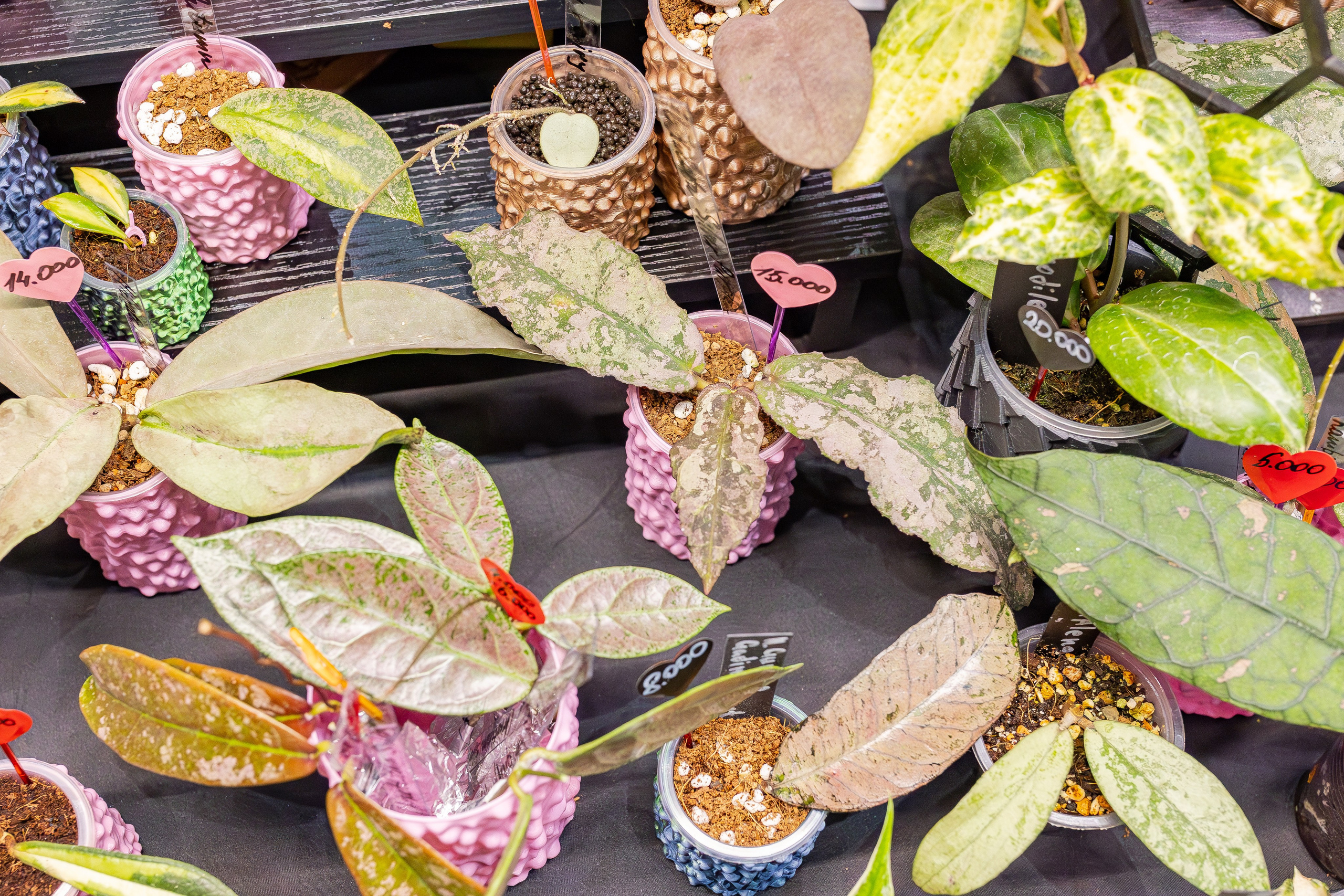 Монстериум апрель 2026. Александра Куликова фотограф, Москва