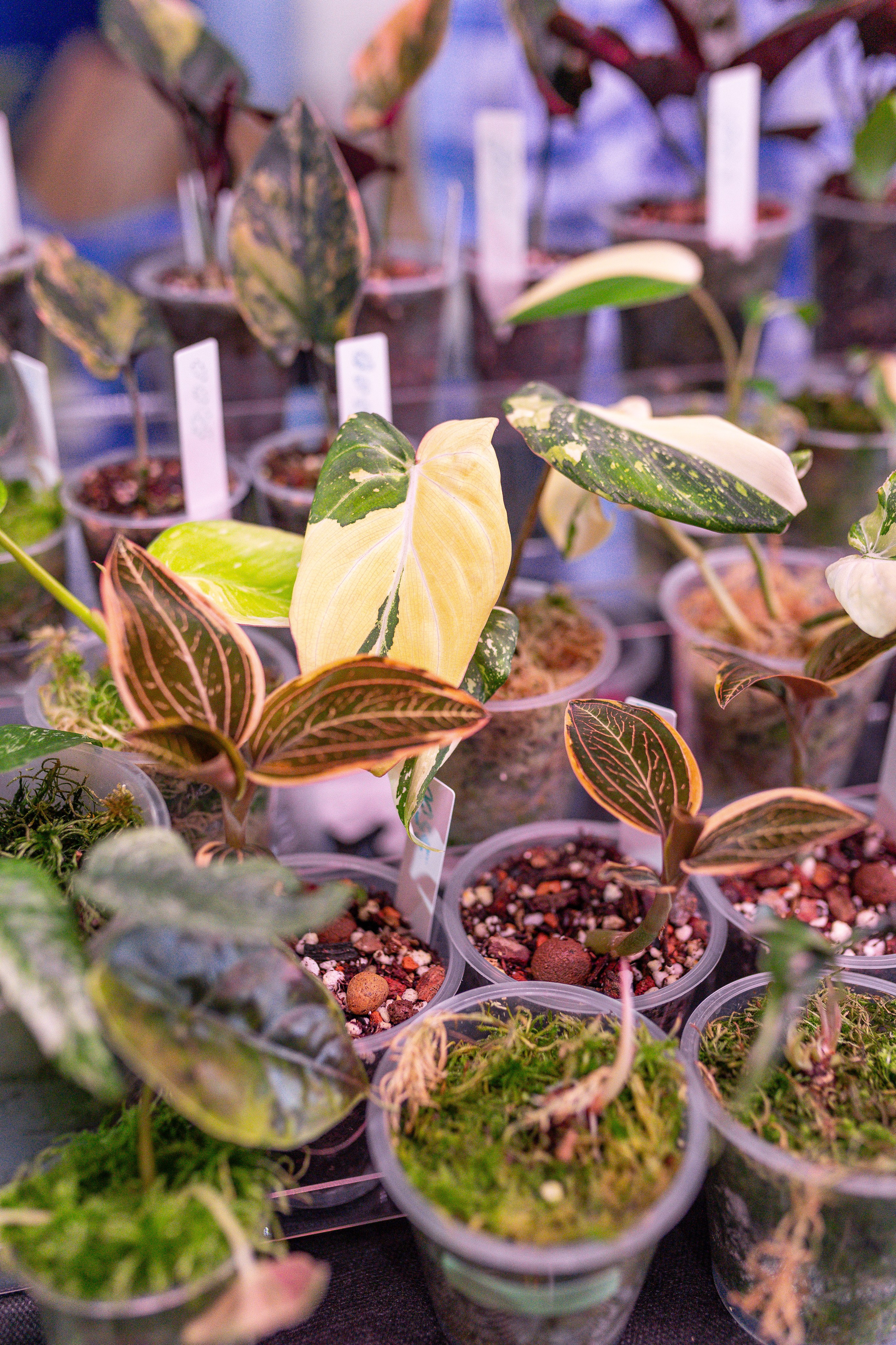 Орхидиум 12.2025. Александра Куликова фотограф, Москва