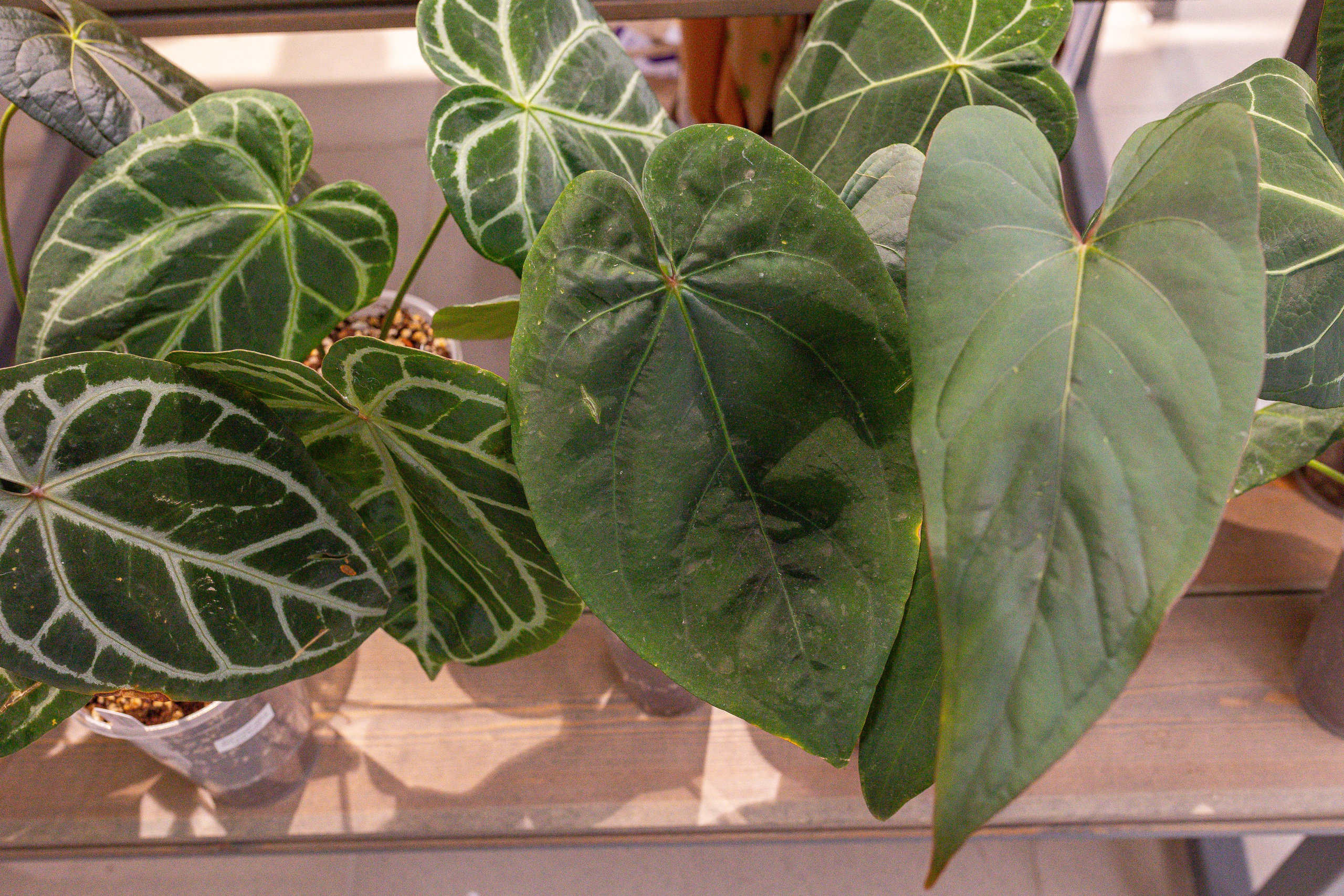 Ярмарка Green Rare 20.09.25. Александра Куликова фотограф, Москва