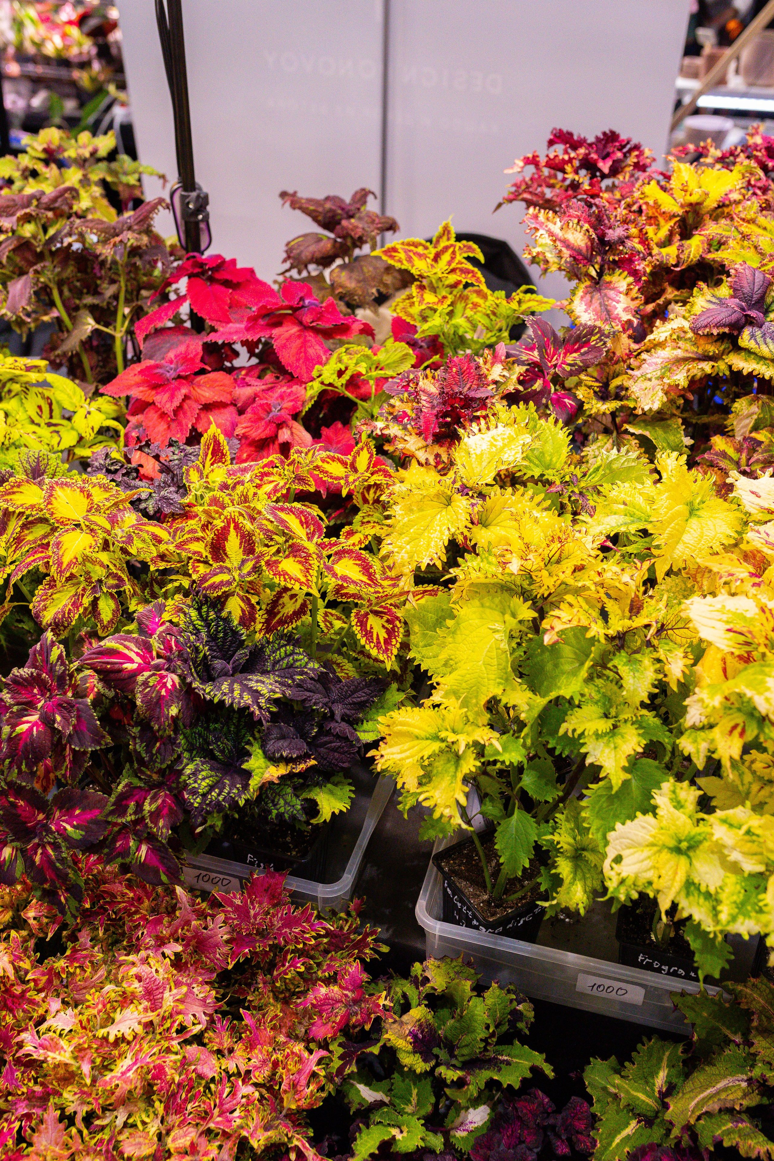 Монстериум 11–12 октября. Александра Куликова фотограф, Москва