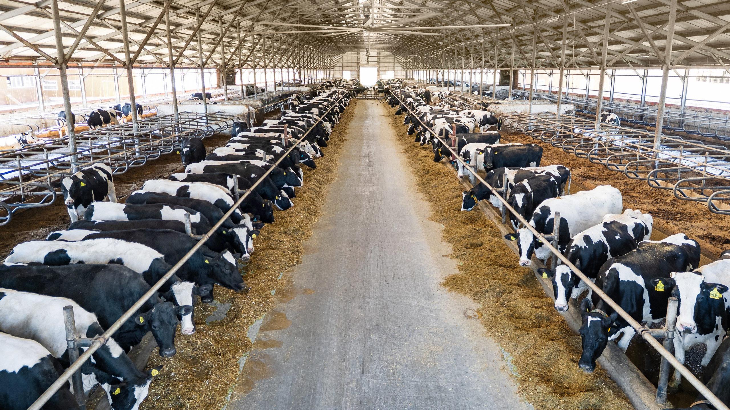 Проекты. Профессиональный фотограф Вячеслав Плацында | Липецк |