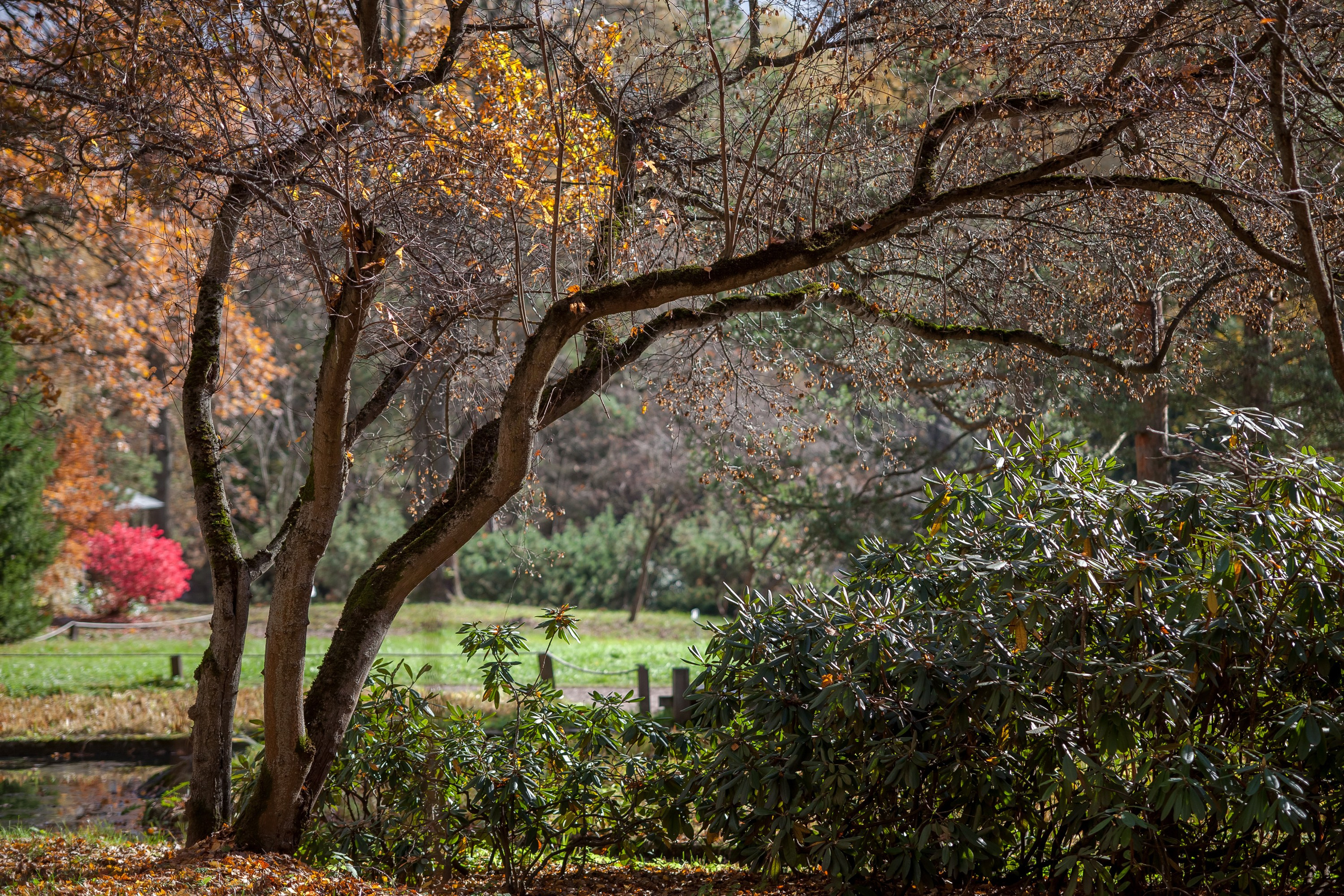 Ботанический сад имени Н. В. Цицина. Фотограф Виталий Туманов. Туманов Виталий — фотограф Москва