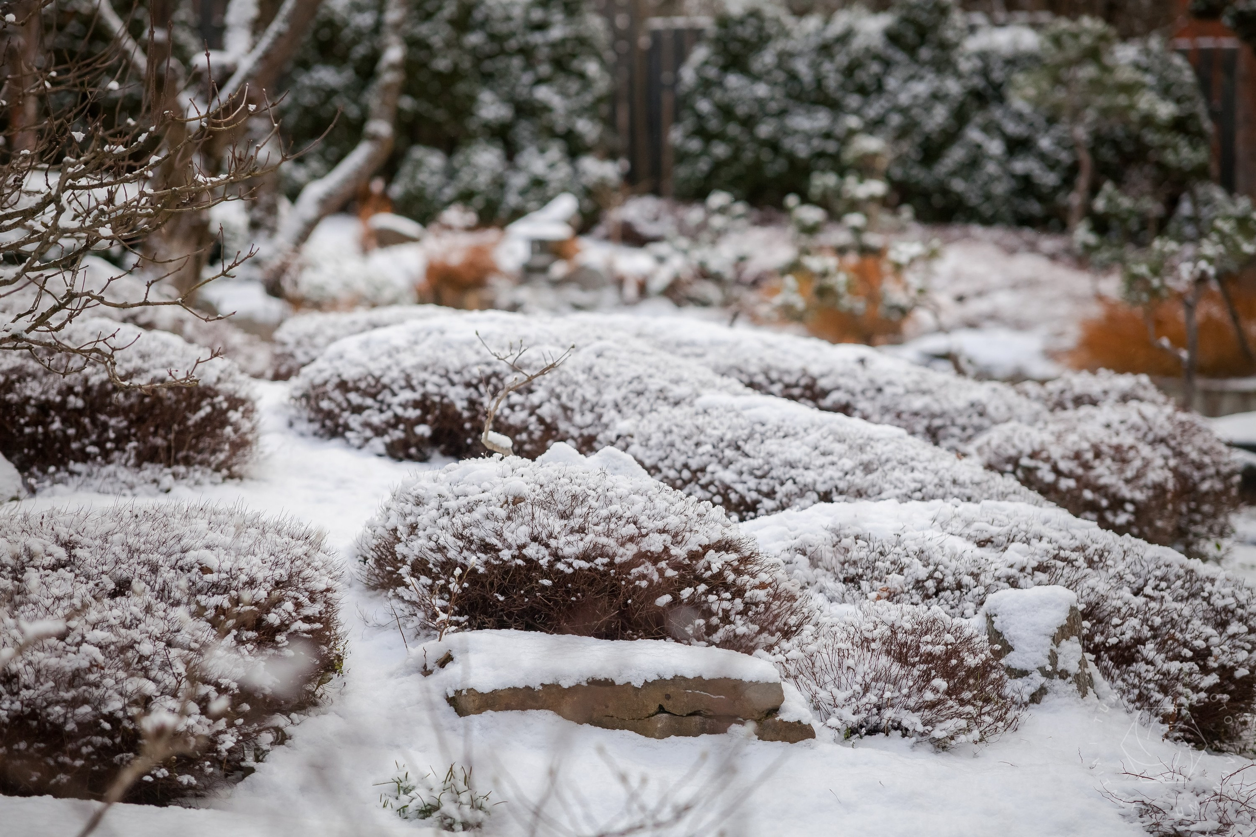 Спящий сад, Елены Асташкиной  уже видит самые красивые и глубокие, зимние сны🤍! Все прикрыто белым пуховым одеялом а изящные следы, ведущие к дому говорят о том, что в нем живёт забота, тепло и любовь!