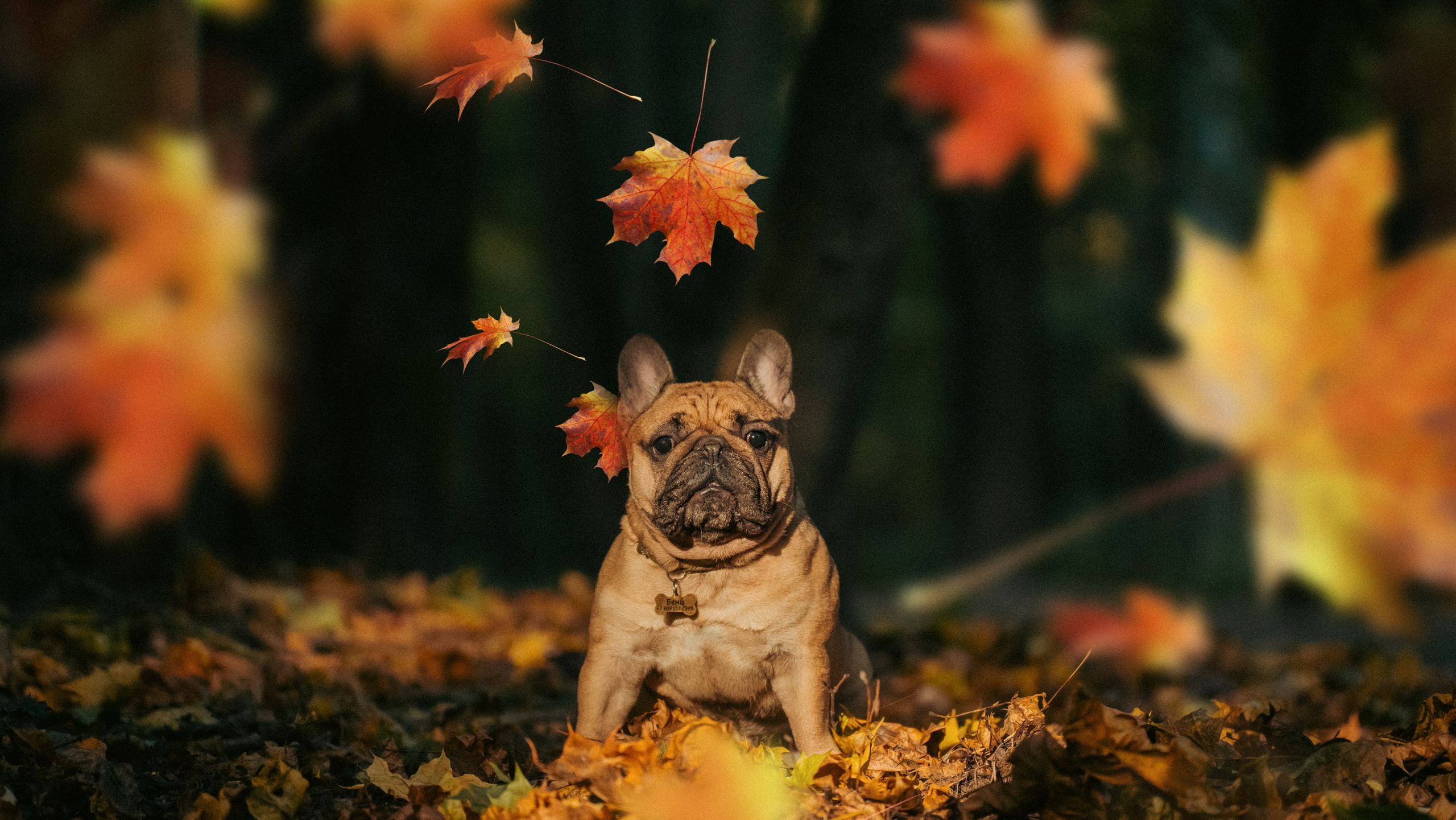 Анастасия и Бенц. Фотограф анималист в Москве и Санкт-Петербурге Свиридова Анна