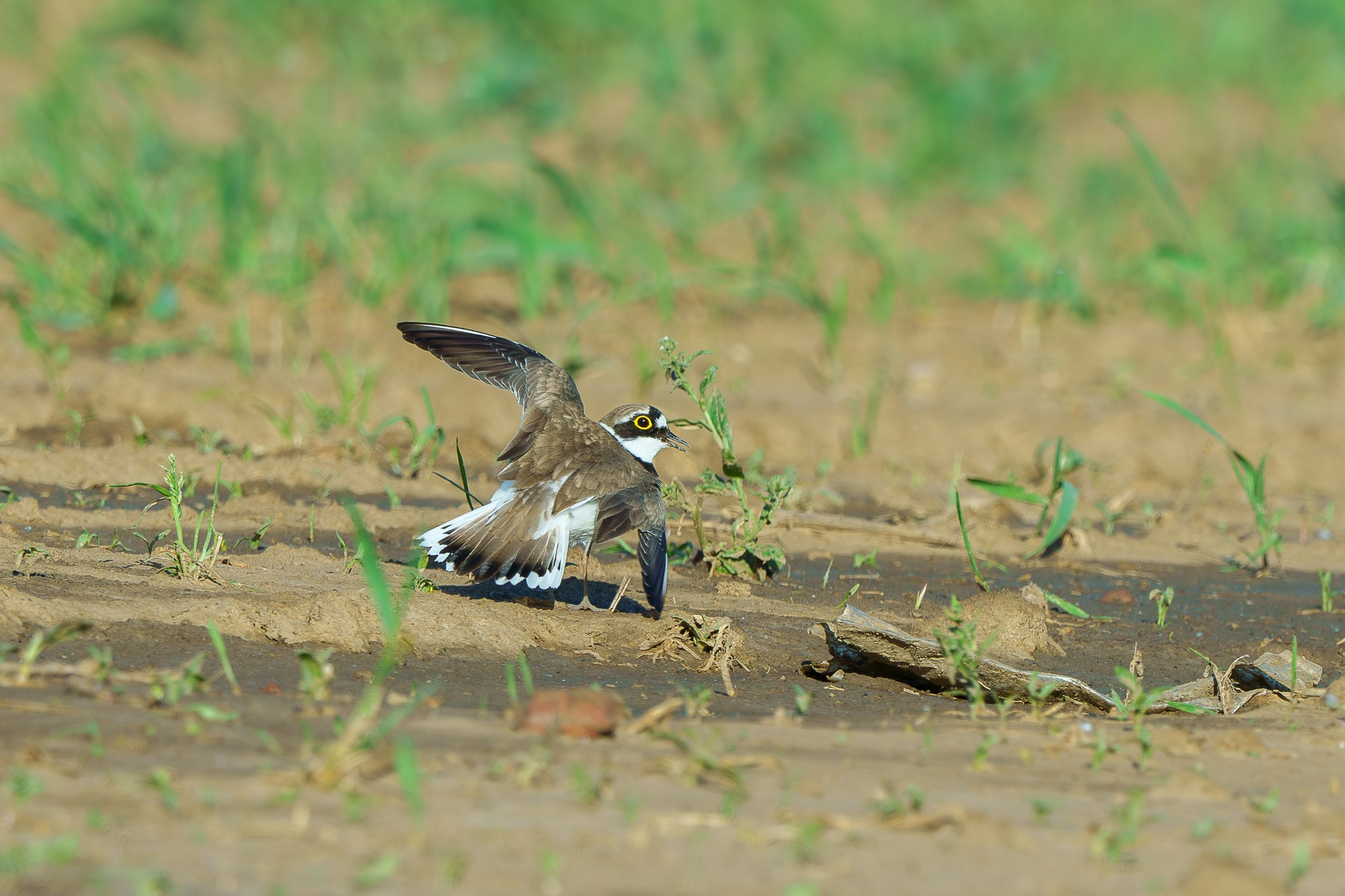 Удивительные мир птиц. Вокруг нас столько прекрасного — присмотритесь!. Ваш личный фотограф Марина Волкова