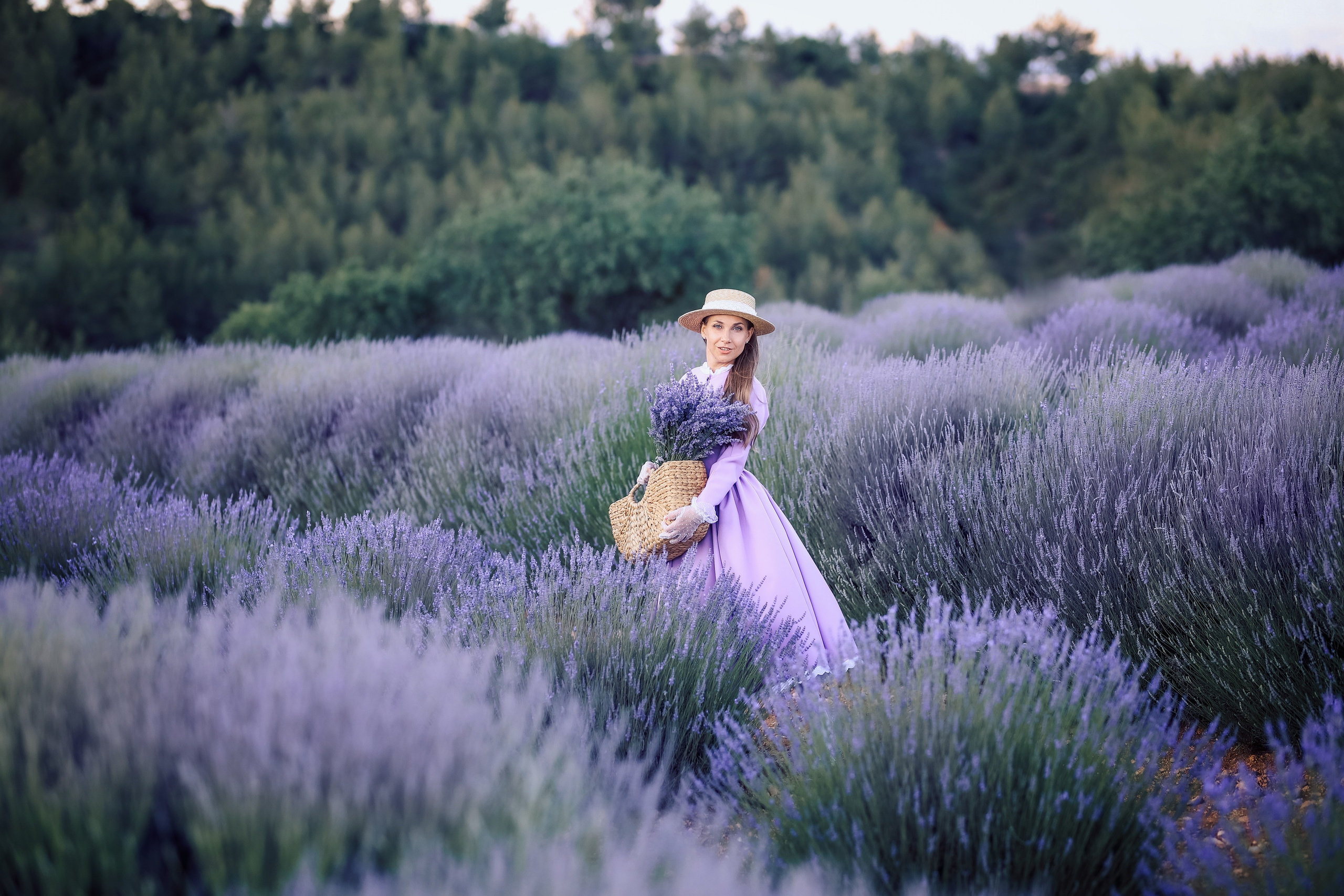 Lavender fields in Turkey