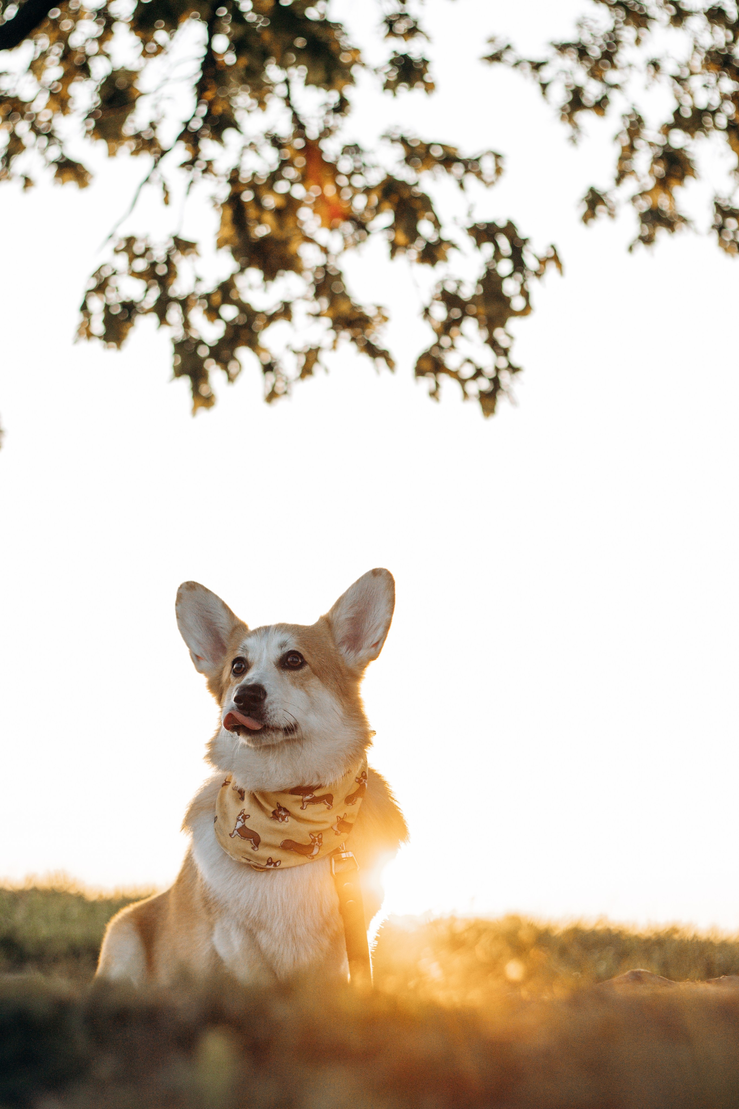 Ксюша и Ричард. Фотограф-анималист в Санкт-Петербурге