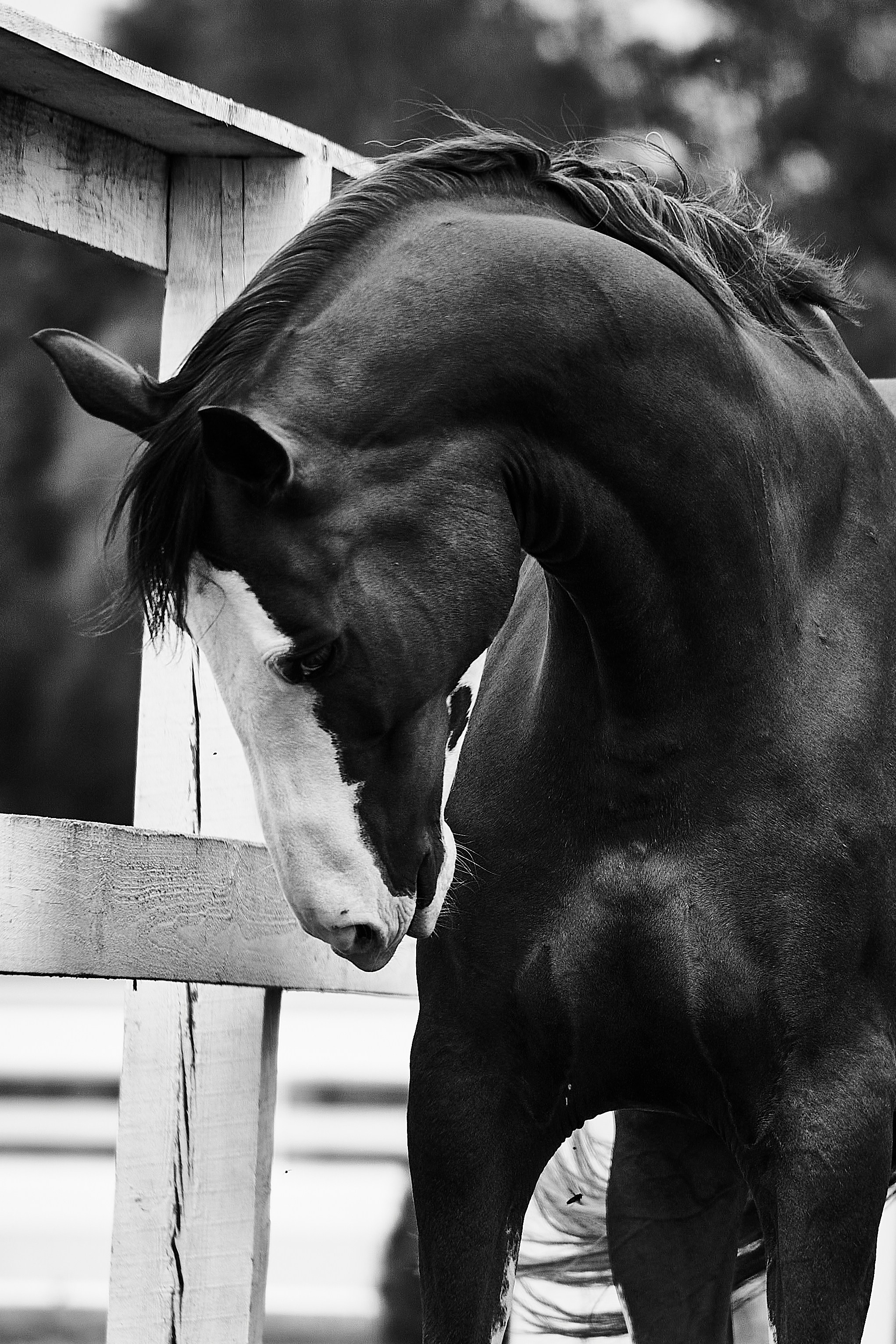 Хэмилтон, полукровный, КСК «Звёздный». Фотосессии с лошадьми в Москве, Новосибирске