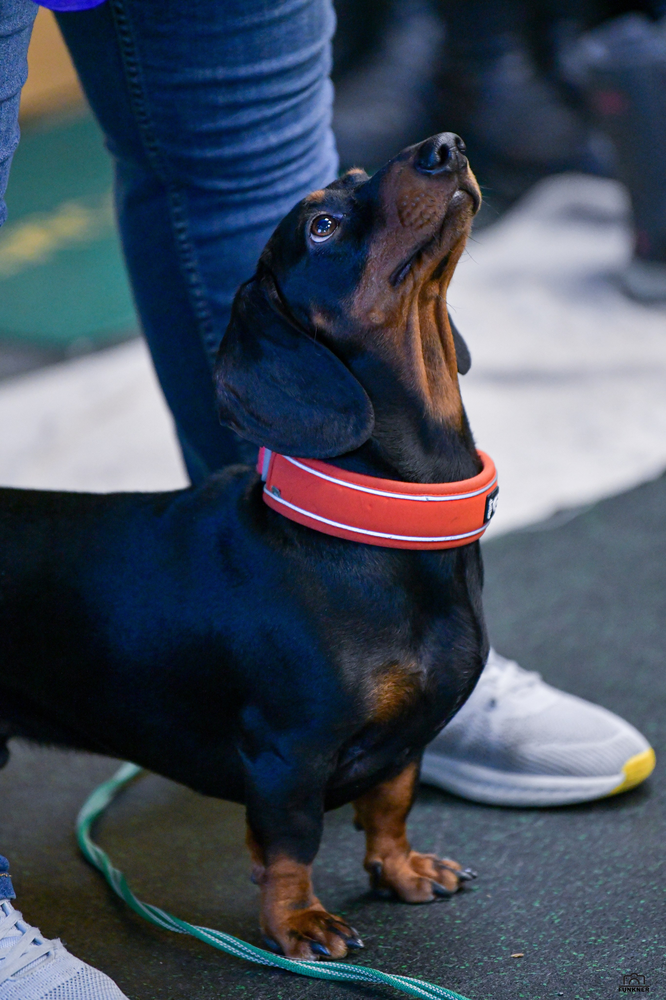 Кинологический клуб «Бодрый хвост». Свой взгляд через объектив