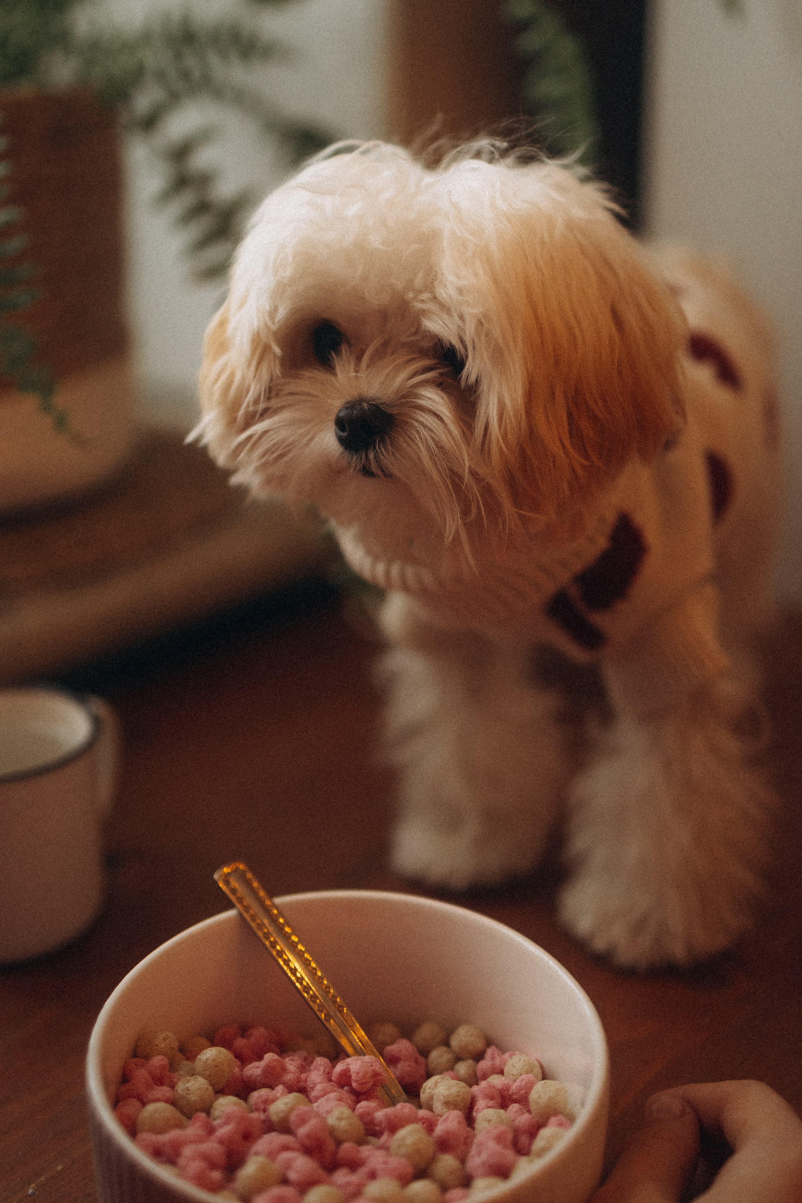 Оля и Бри. Фотораф — анималист Мария Шистка