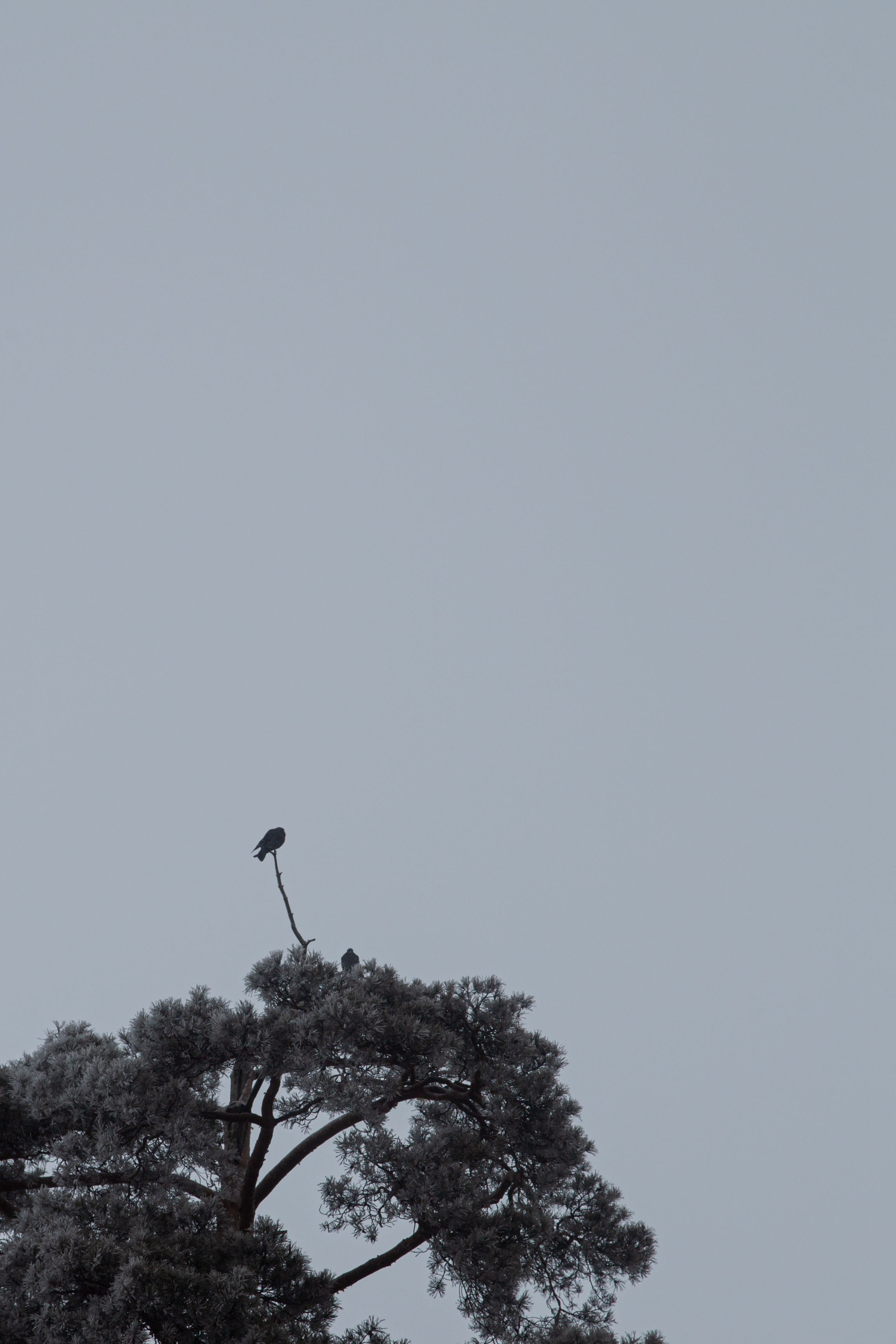 Воздух февраля. Dmitriy [KCCC] is a pretty cool photographer