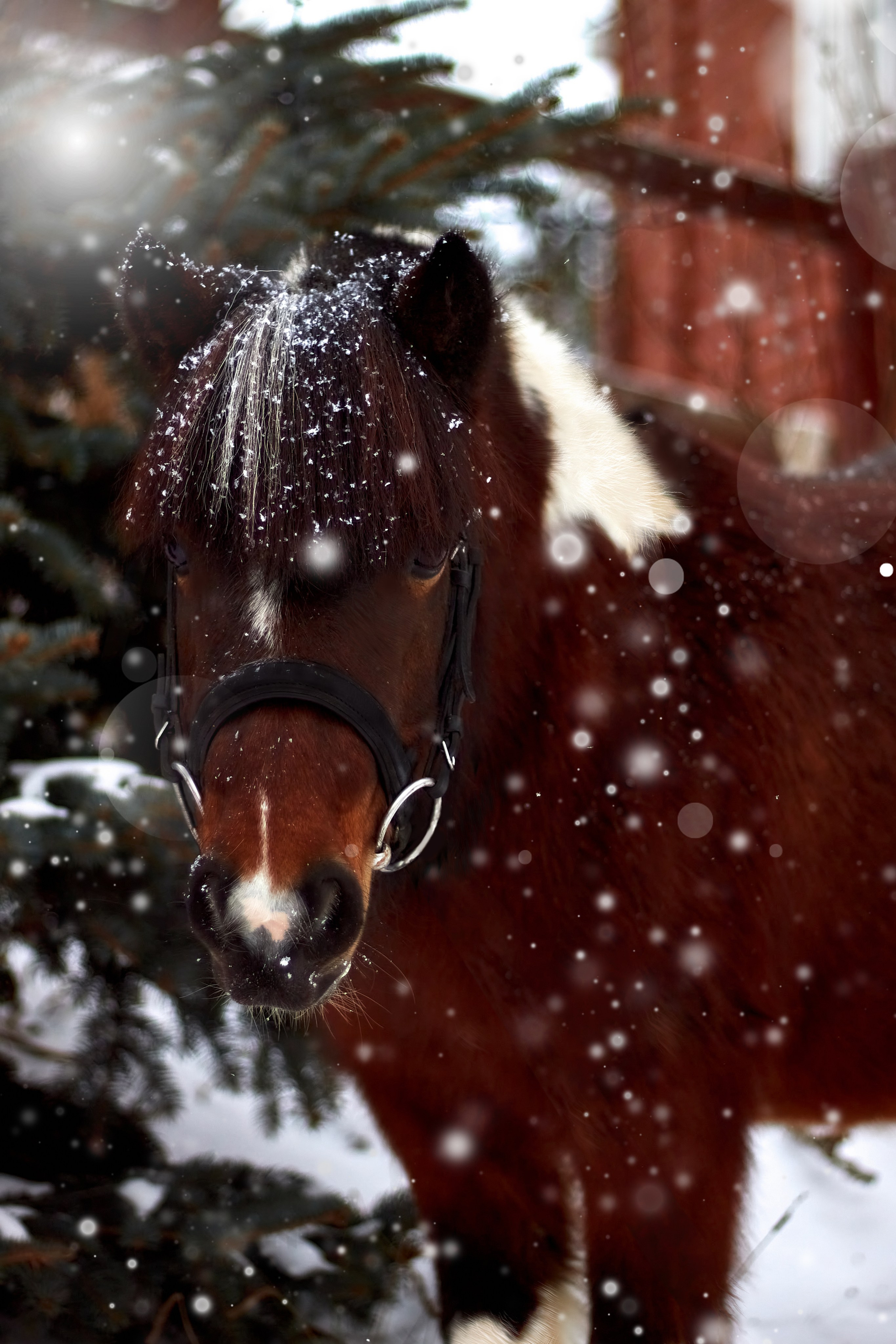 Фотосессии с лошадьми. Фотограф анималист — Тула, Москва