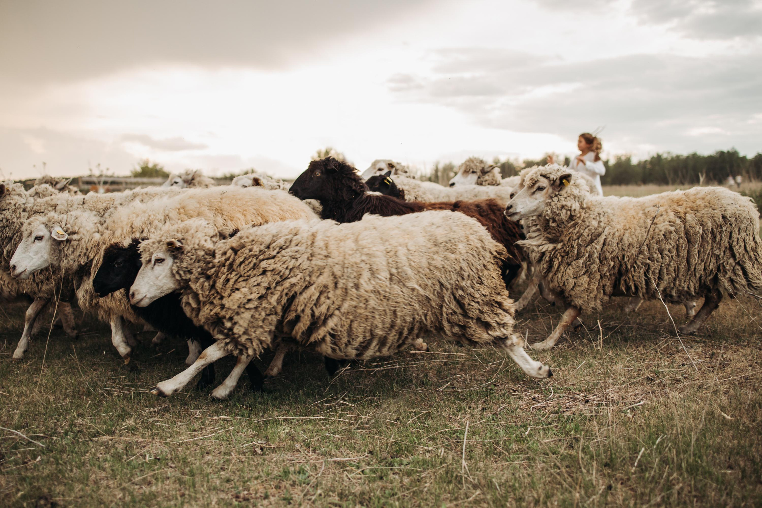 Семейные фотографии. Семейный и свадебный фотограф Viva Photo