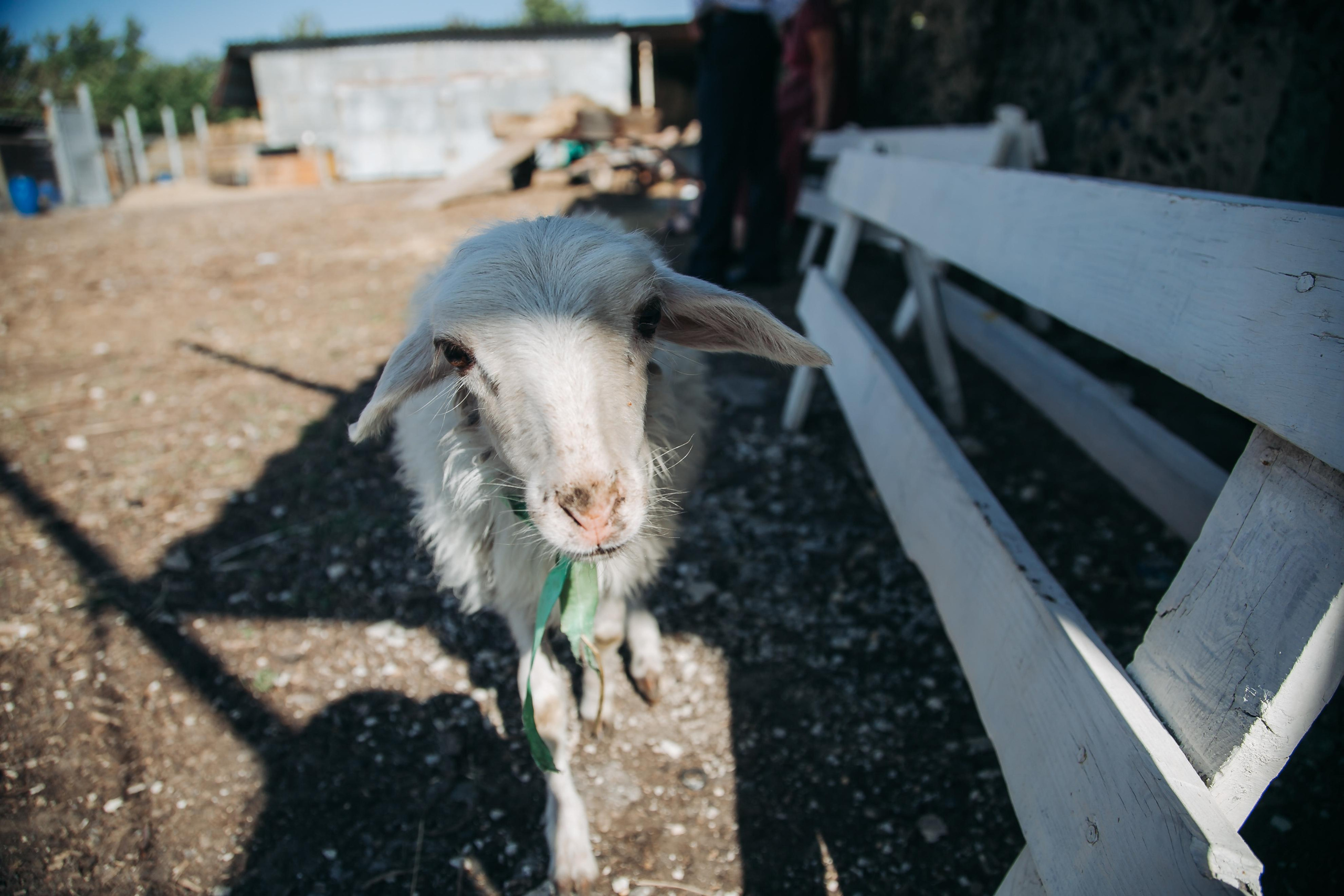 Свадебные фотографии. Семейный и свадебный фотограф Viva Photo