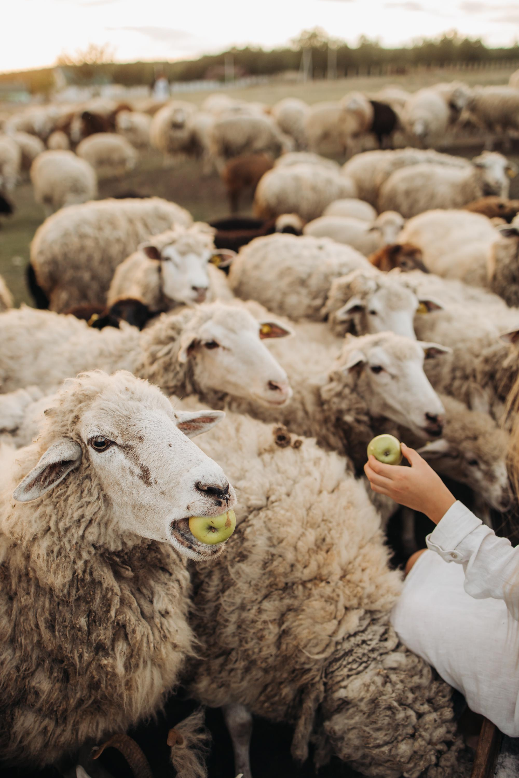 Семейные фотографии. Семейный и свадебный фотограф Viva Photo