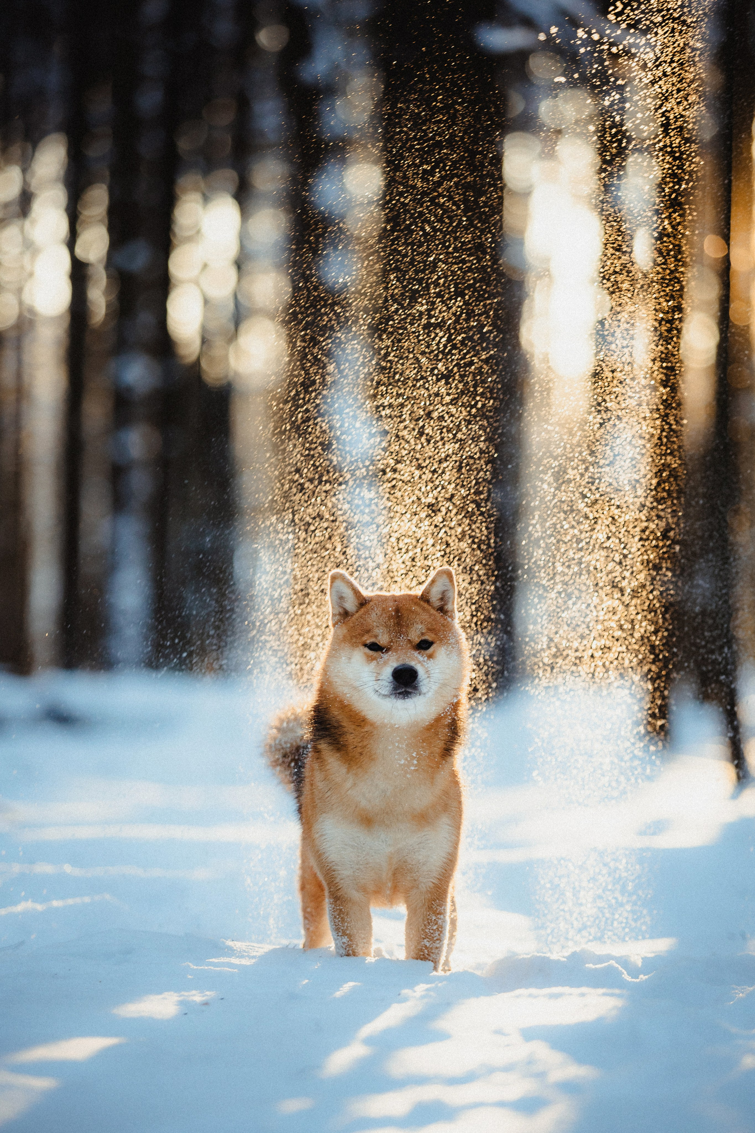 Шед, Цири и Ира