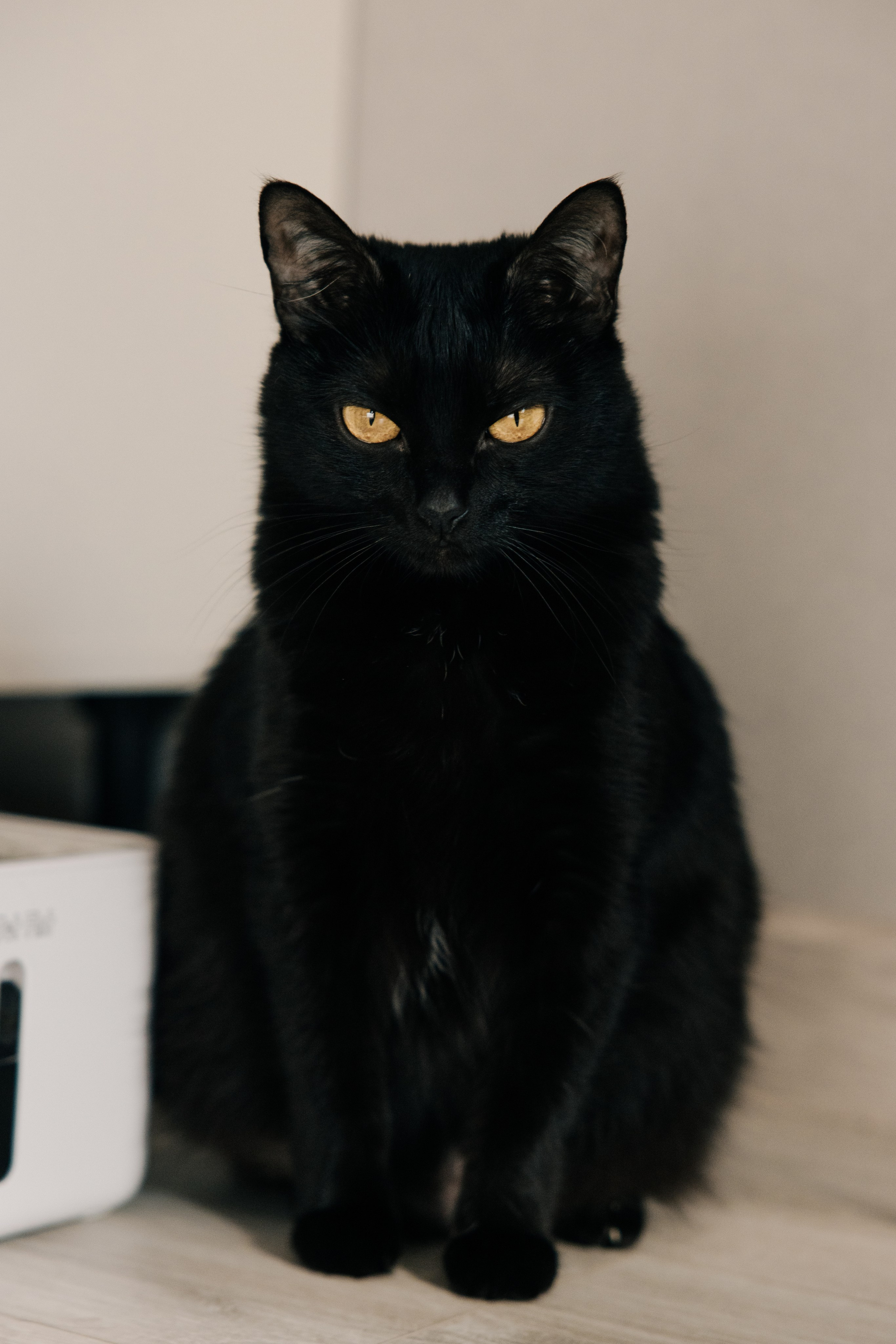 Кристина и Багира. Ксения Цыгир, фотограф в Петербурге