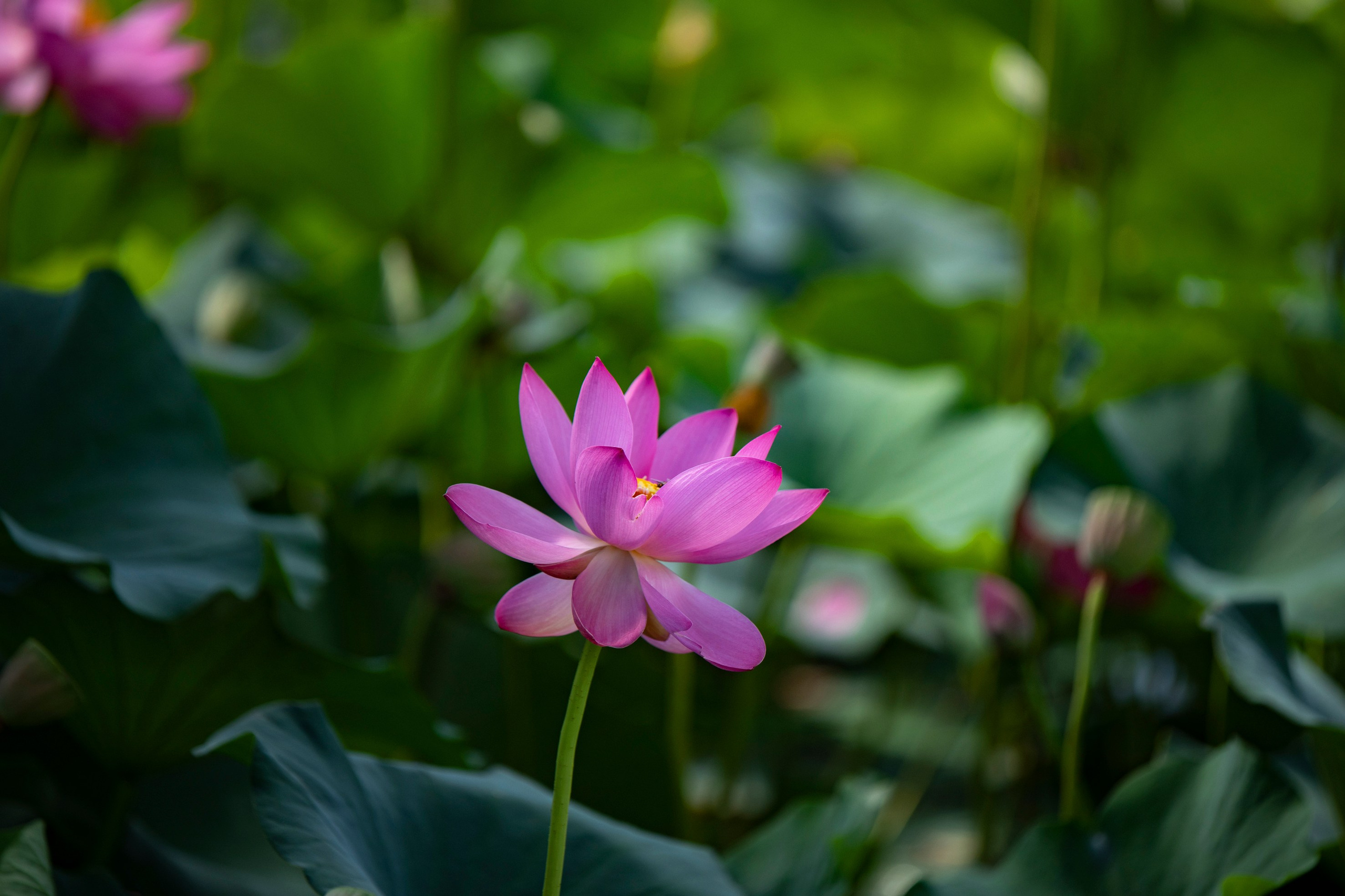 Природа Хабаровского края. Команда фотографов Кристины Ивановой