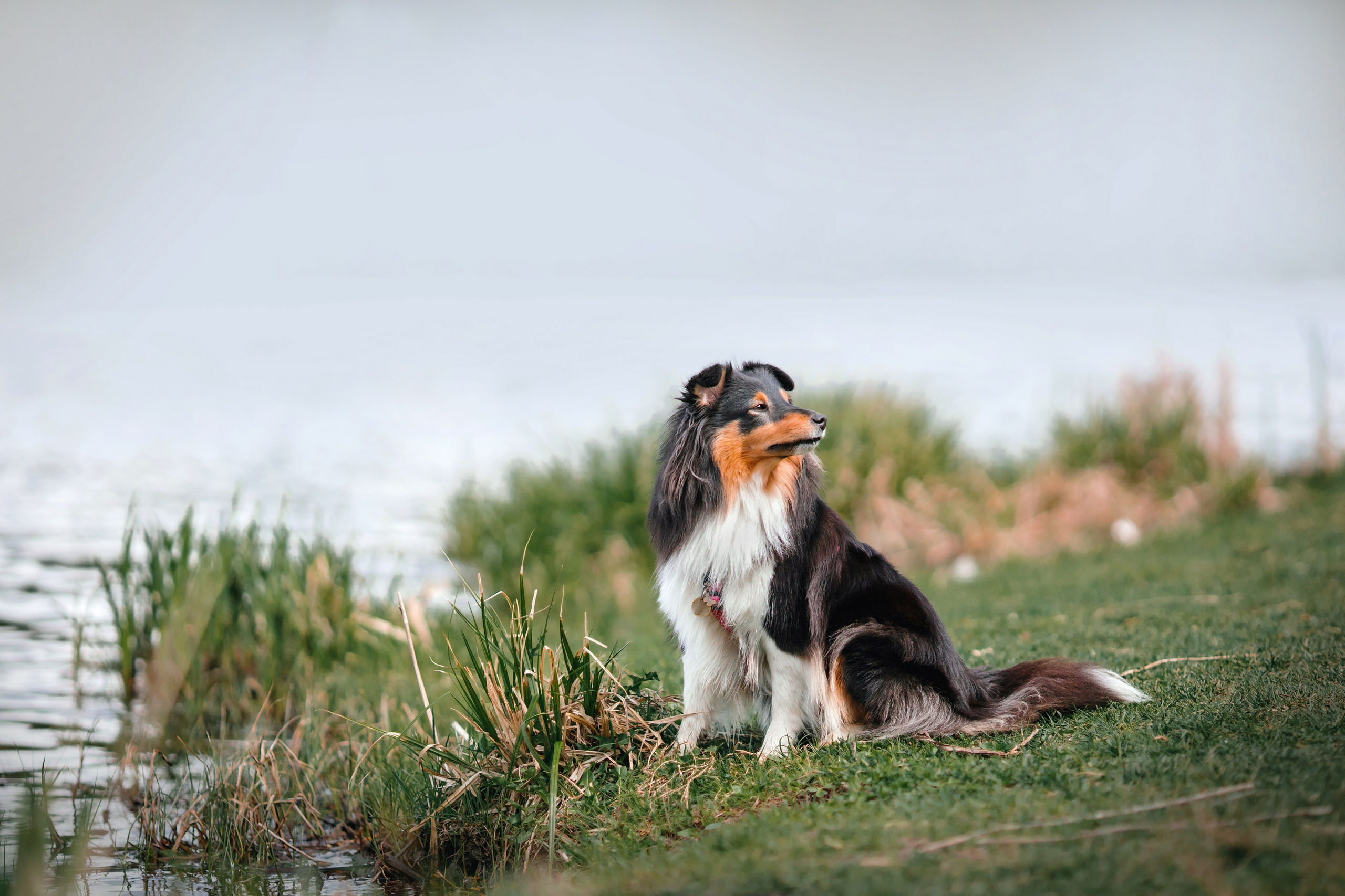 Летти. Художник и Фотограф Тимохина Юлия