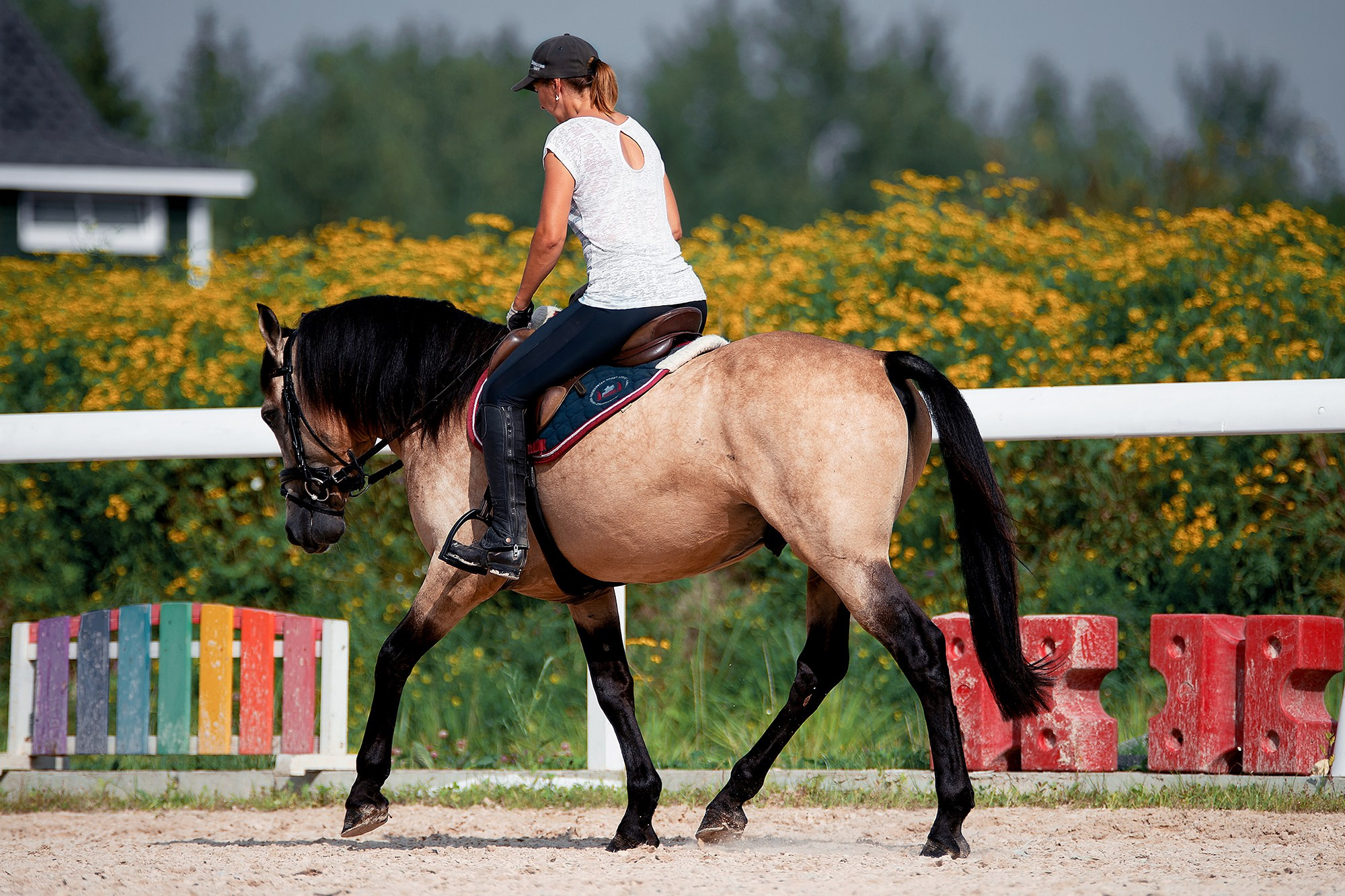 Тренировки. Конный фотограф Alesya Safe