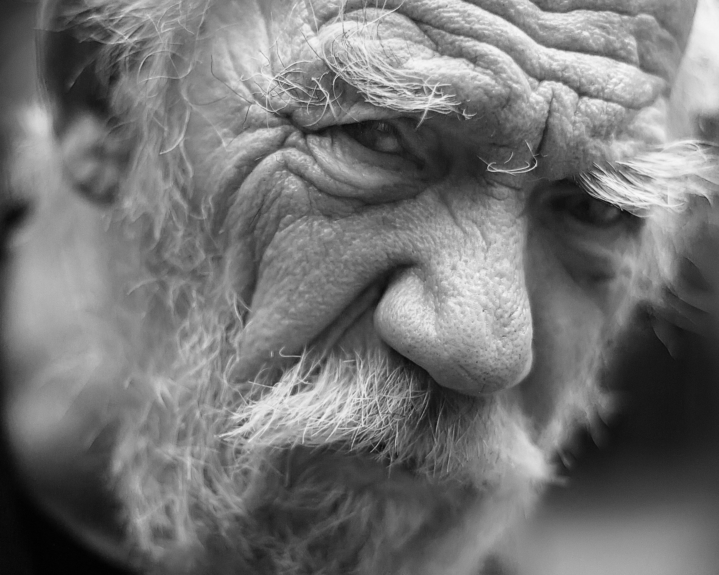 портрет дедушки