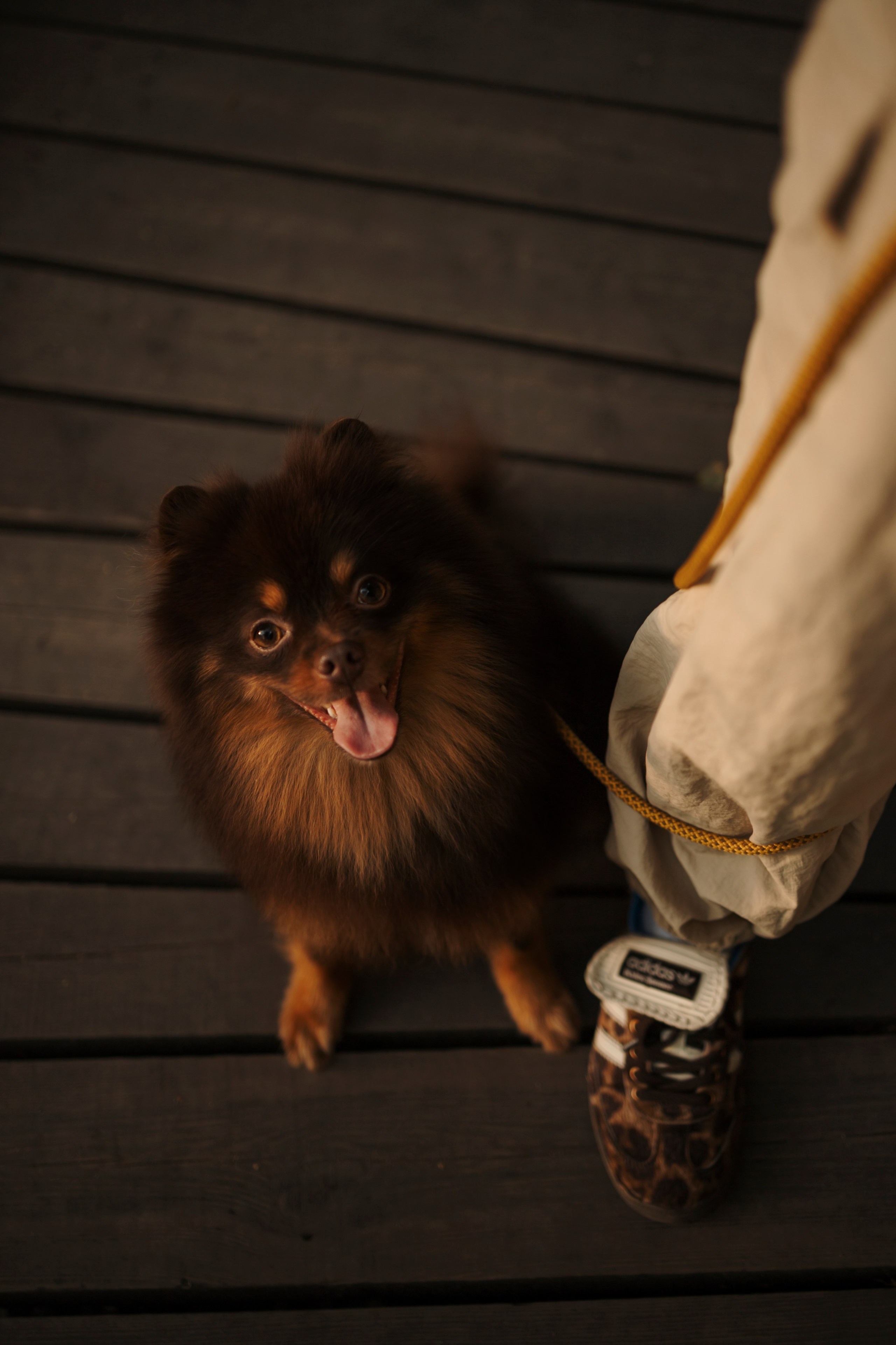 Сапфир и его семья. Фотограф-анималист в Санкт-Петеребурге Титова Алиса