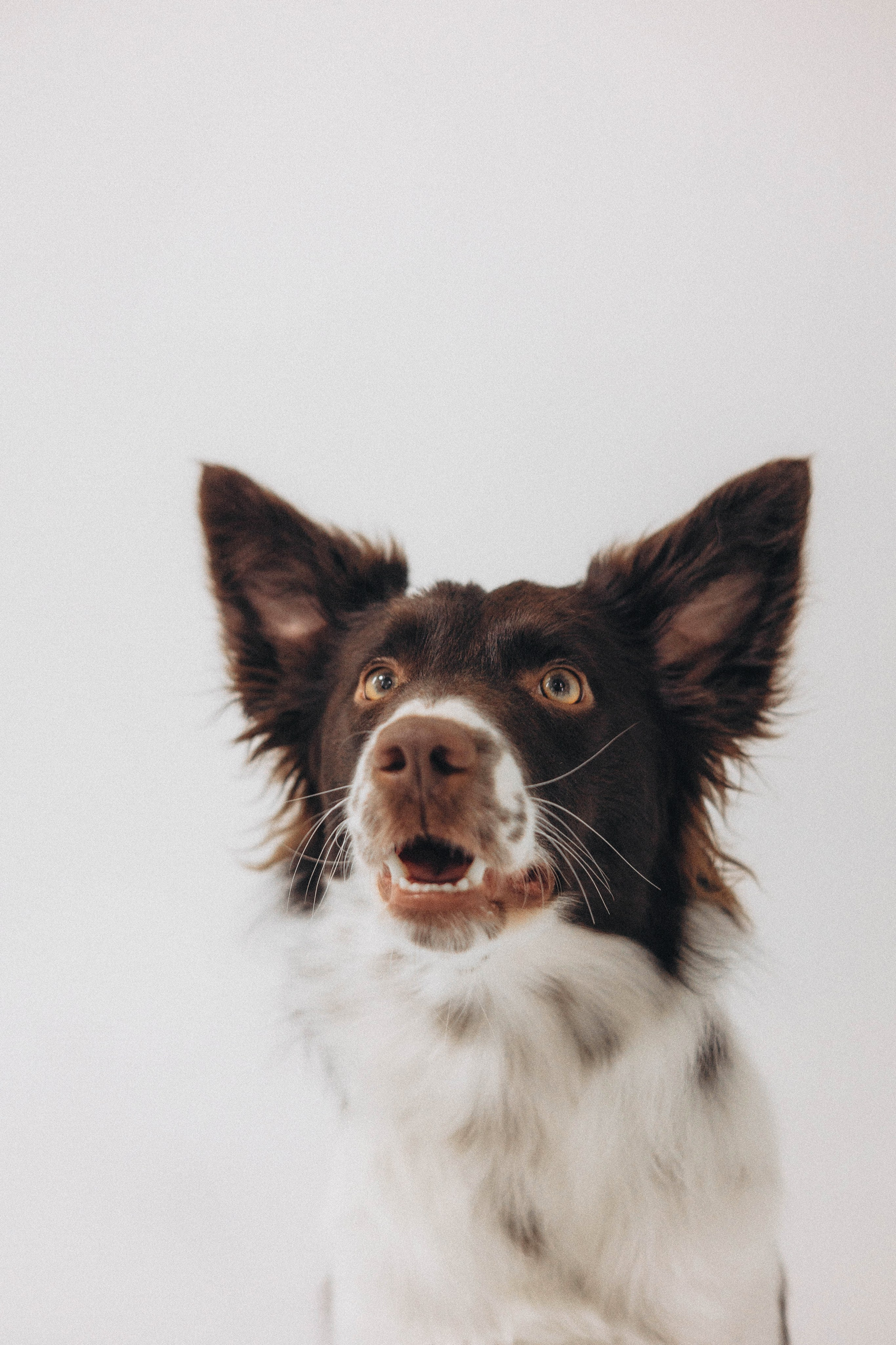 Алена и Гвендолин. Фотограф-анималист Богданова Полина