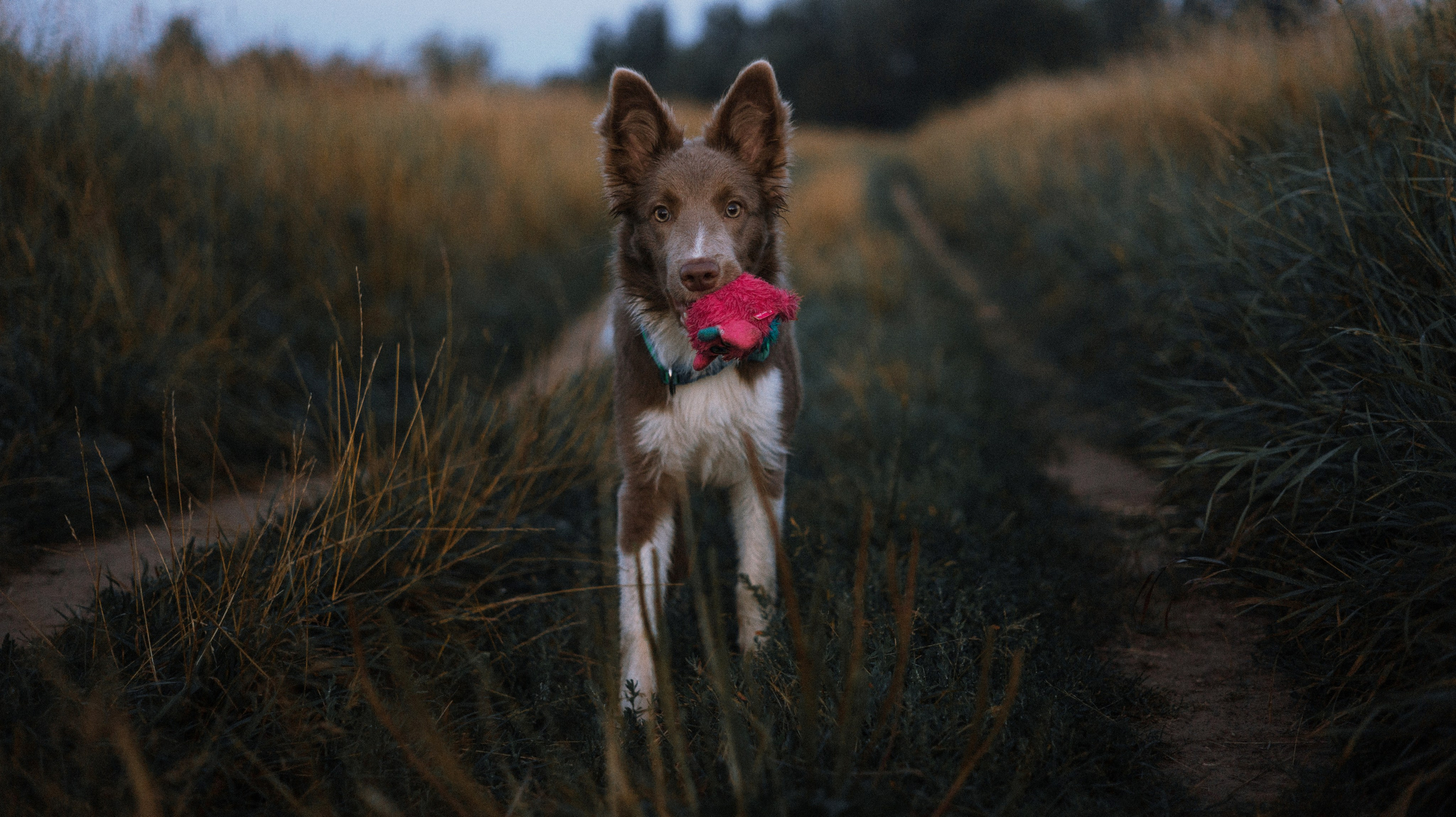 Полина и Паддингтон. Фотограф-анималист Богданова Полина