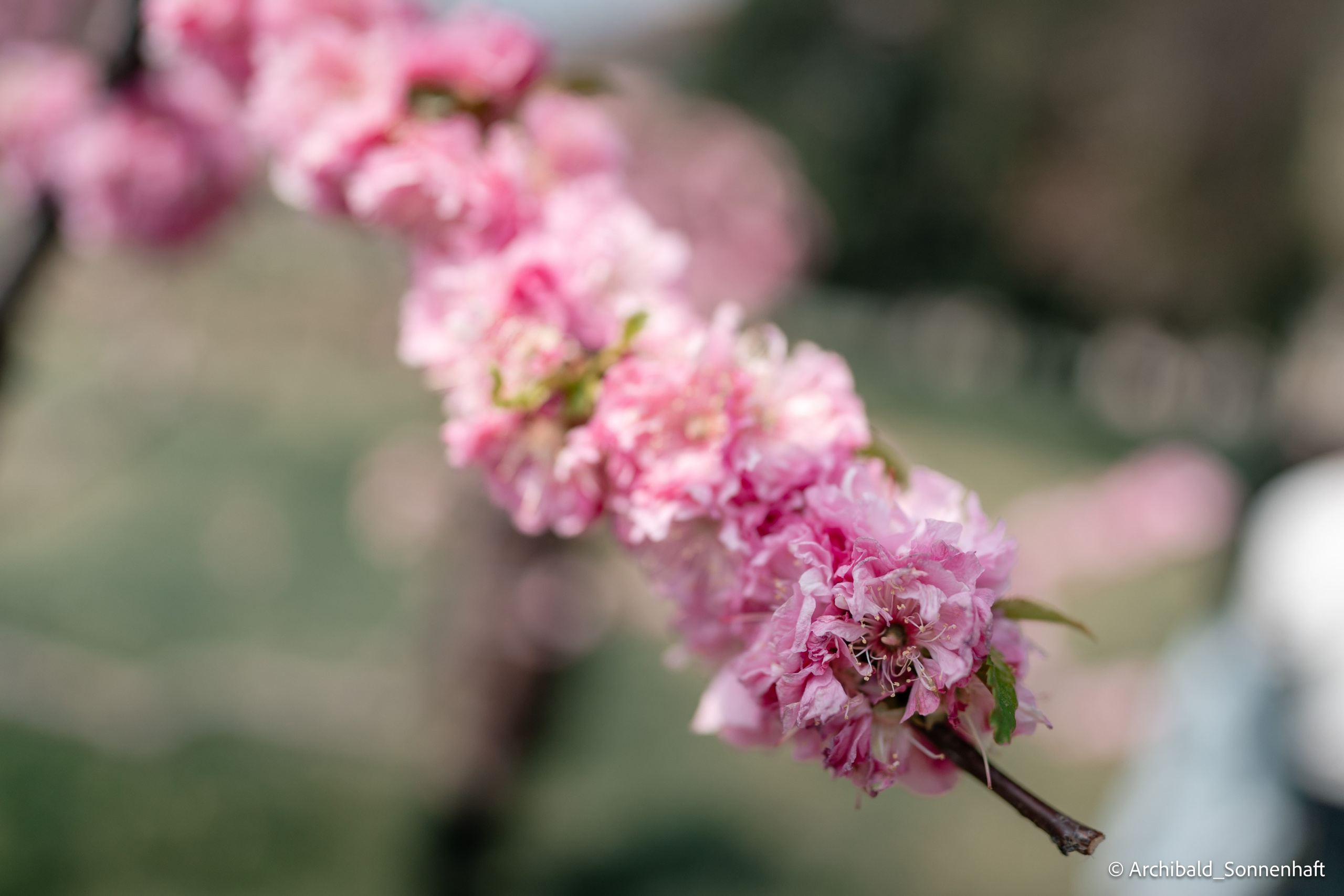 TJU blooming fest. Photographer in Guangzhou, China. Archibald Sonnenhaft