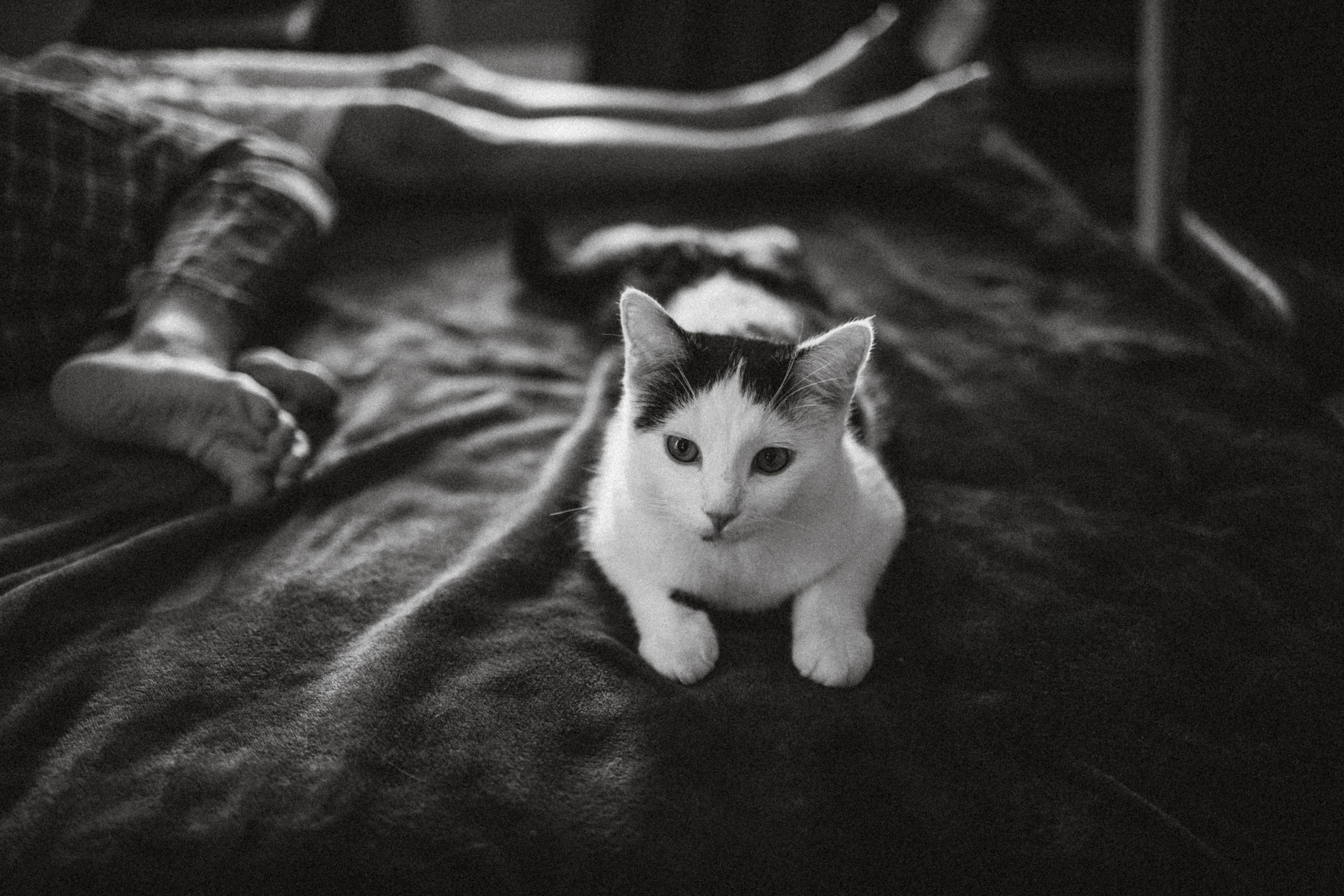 Рыся, Кепа и их семья