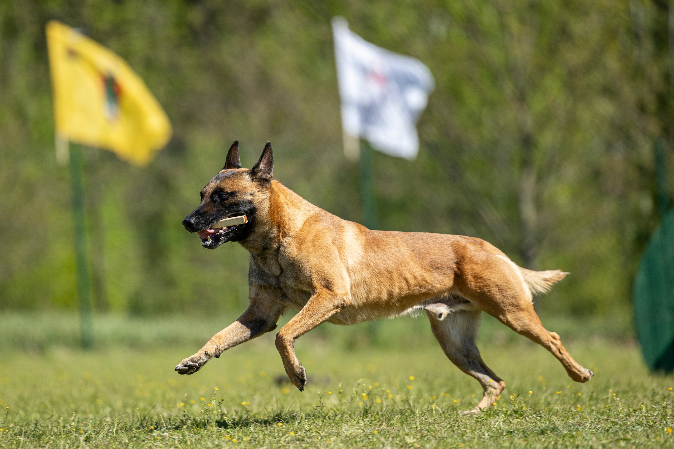 Испытания по мондьорингу в Нижнем Новгороде. Фотограф-анималист Анна Маринич