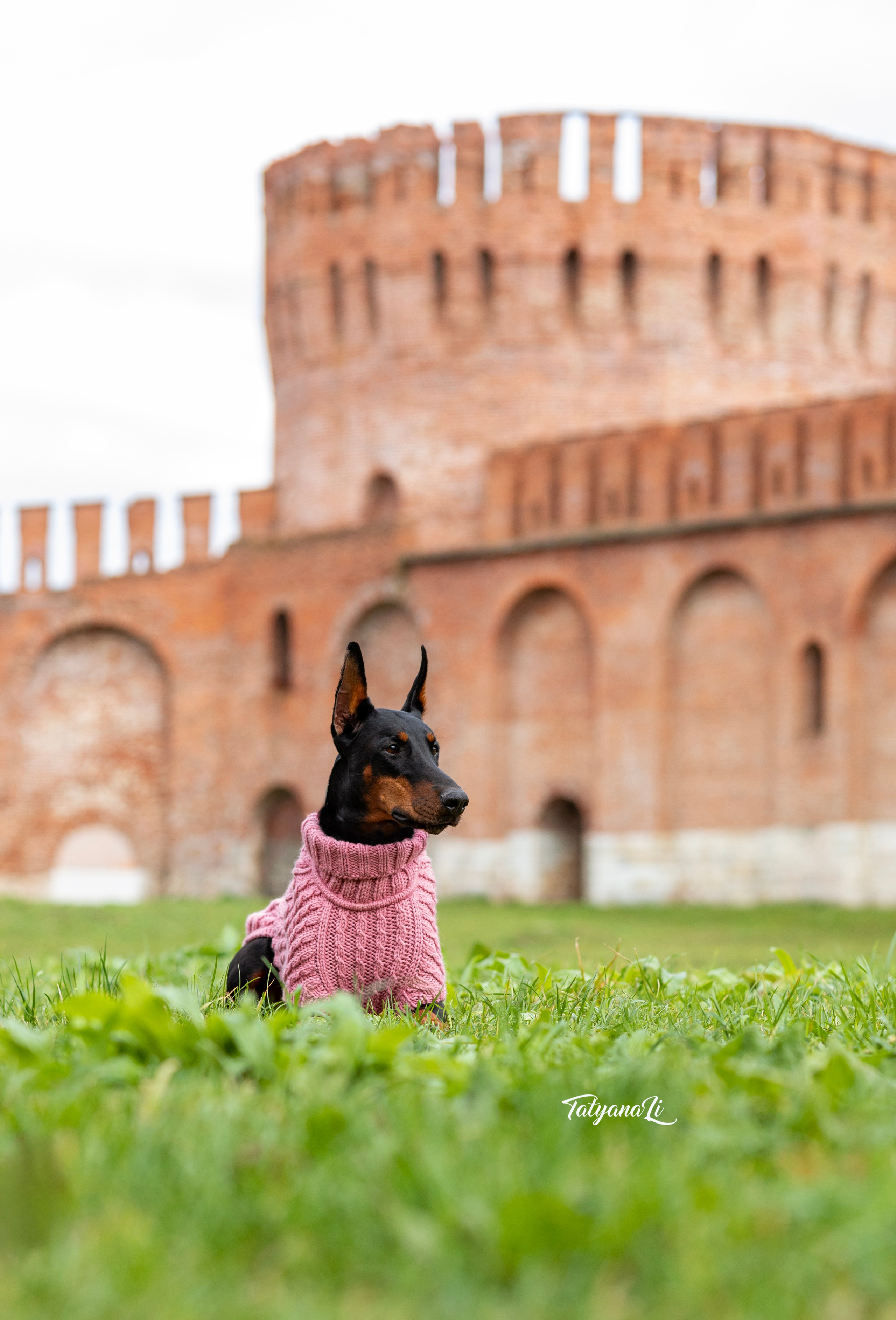 Доберман. Фотограф — анималист Татьяна Ли