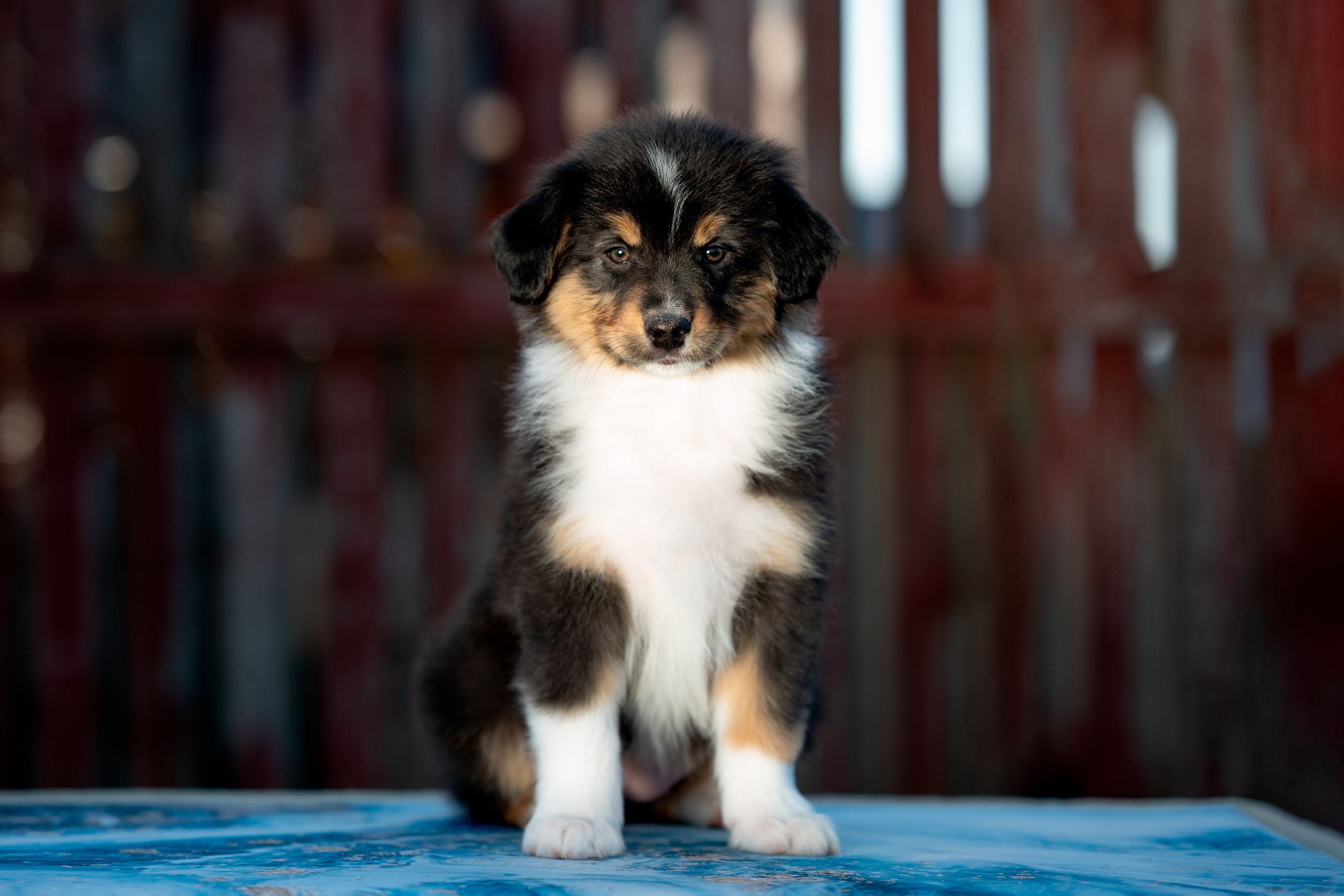 Заводчик Влада Эльман. Творческий фотограф Вологда